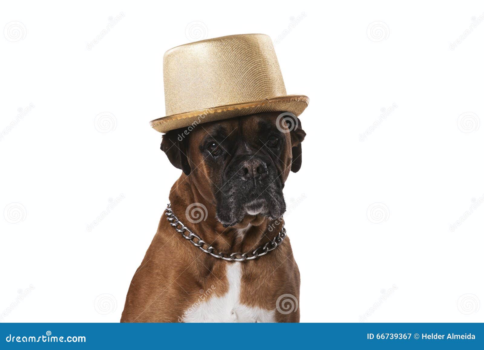 Boxer dog with a hat stock image. Image of bored, breed 66739367