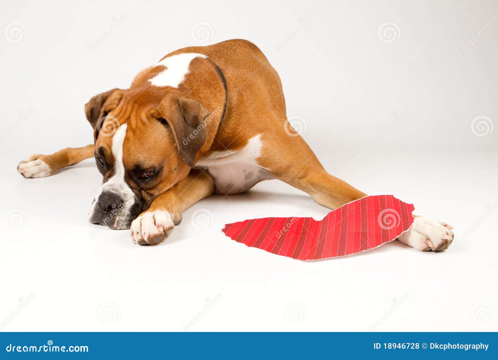 Boxer Dog with a heart stock photo. Image of heart, canine 18946728