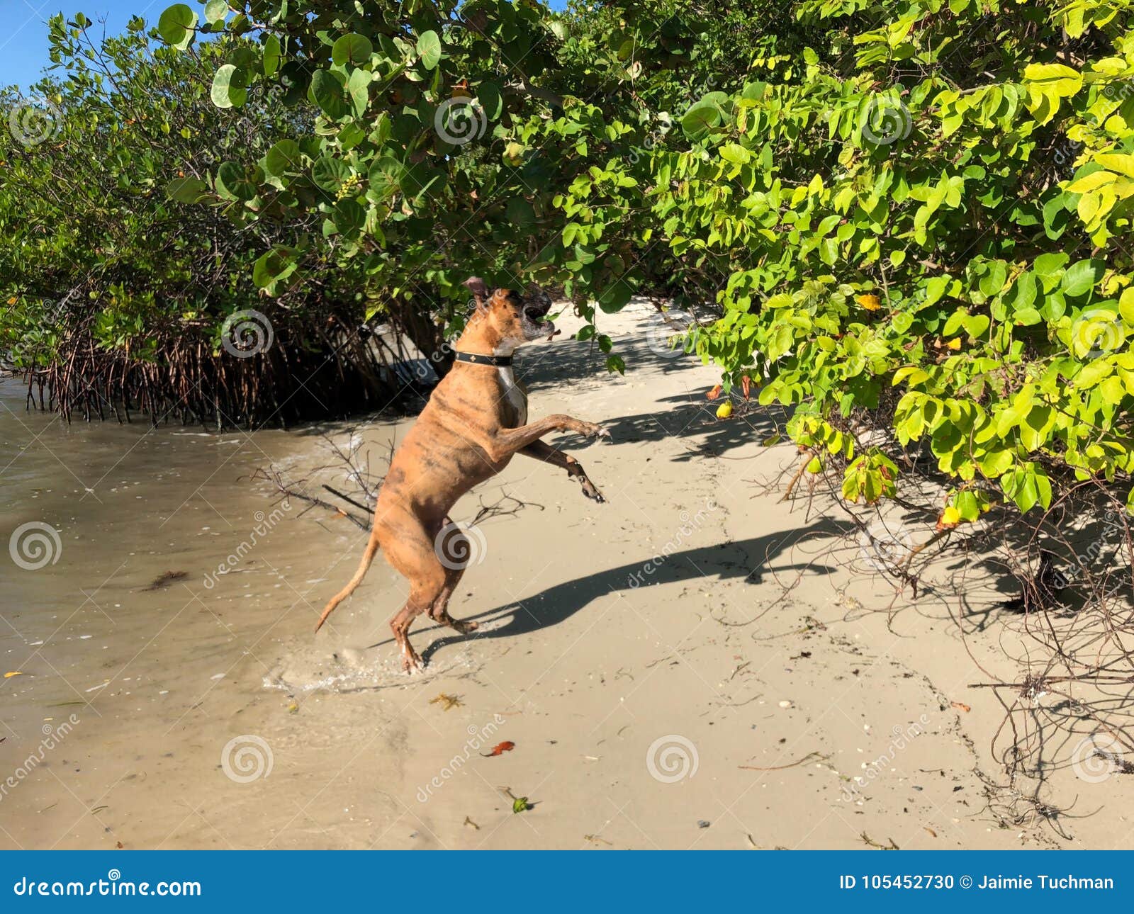 Boxer Dog Jumping on a Beach Stock Photo Image of fawn, play 105452730