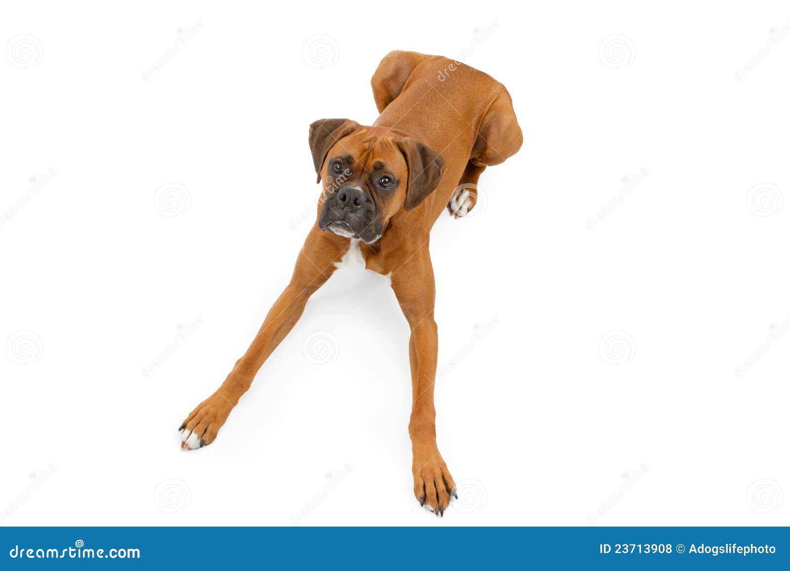 Boxer Dog Laying Down With Legs Extended Stock Photo Image of mammal