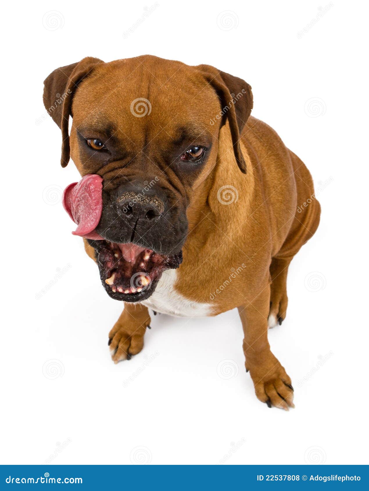 Boxer Dog licking lips stock photo. Image of mammal, purebred 22537808