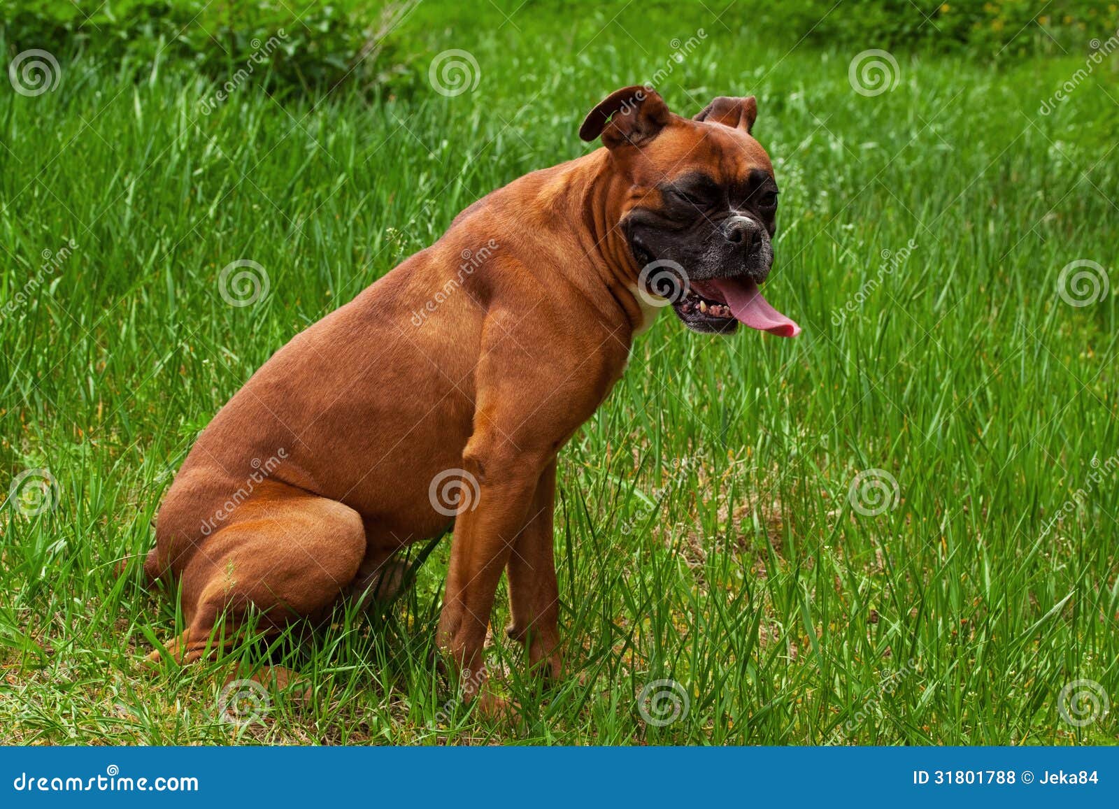 Boxer dog stock photo. Image of mammal, outdoors, canine 31801788