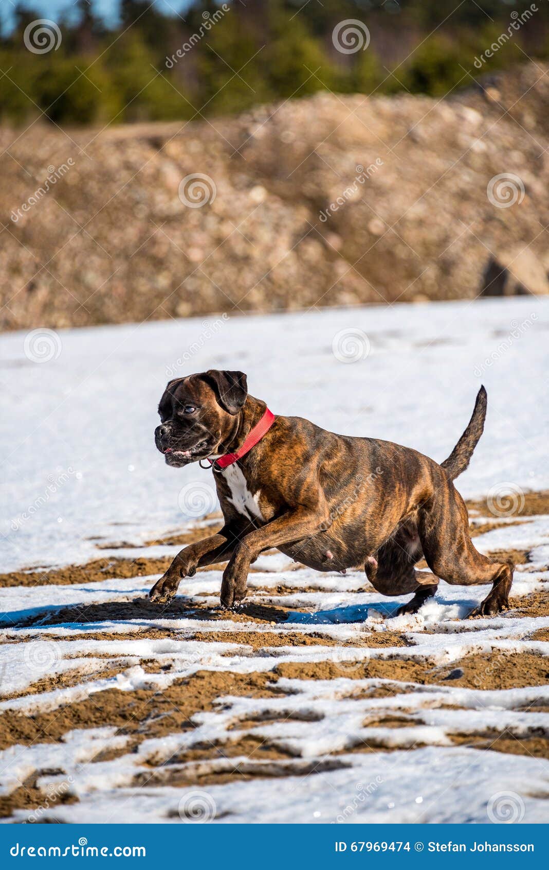 Boxer dog in nature stock photo. Image of snow, play 67969474