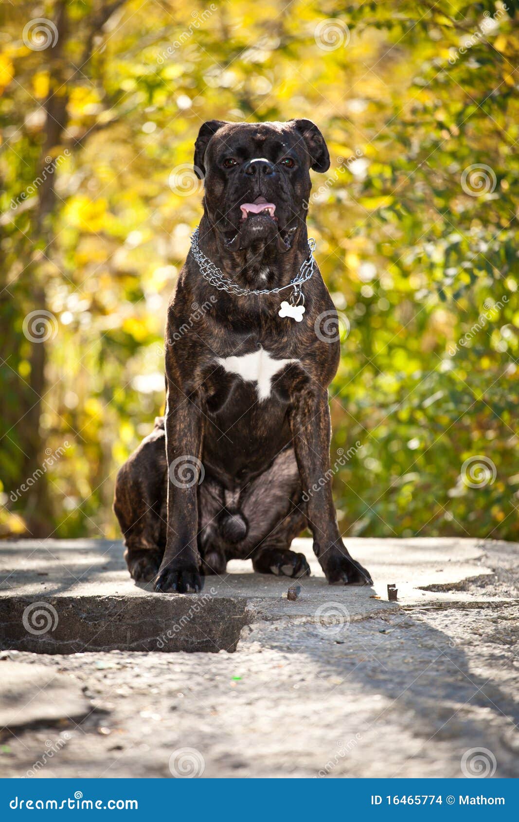 Boxer dog outdoor stock photo. Image of sunny, nature 16465774