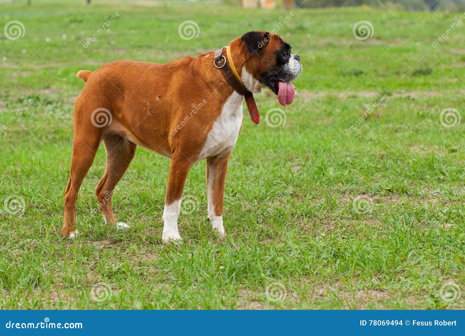 Boxer Dog Outdoors in a Park Stock Photo Image of grass, obedient