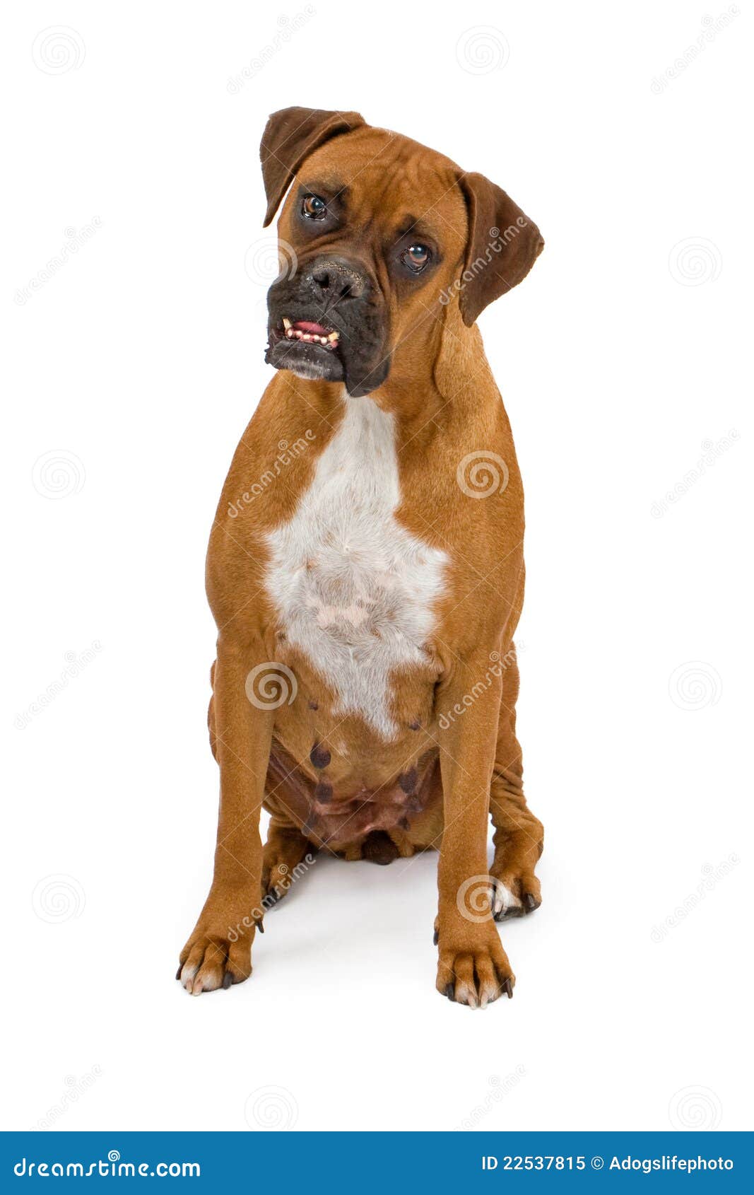 Boxer Dog with overbite stock image. Image of sitting 22537815