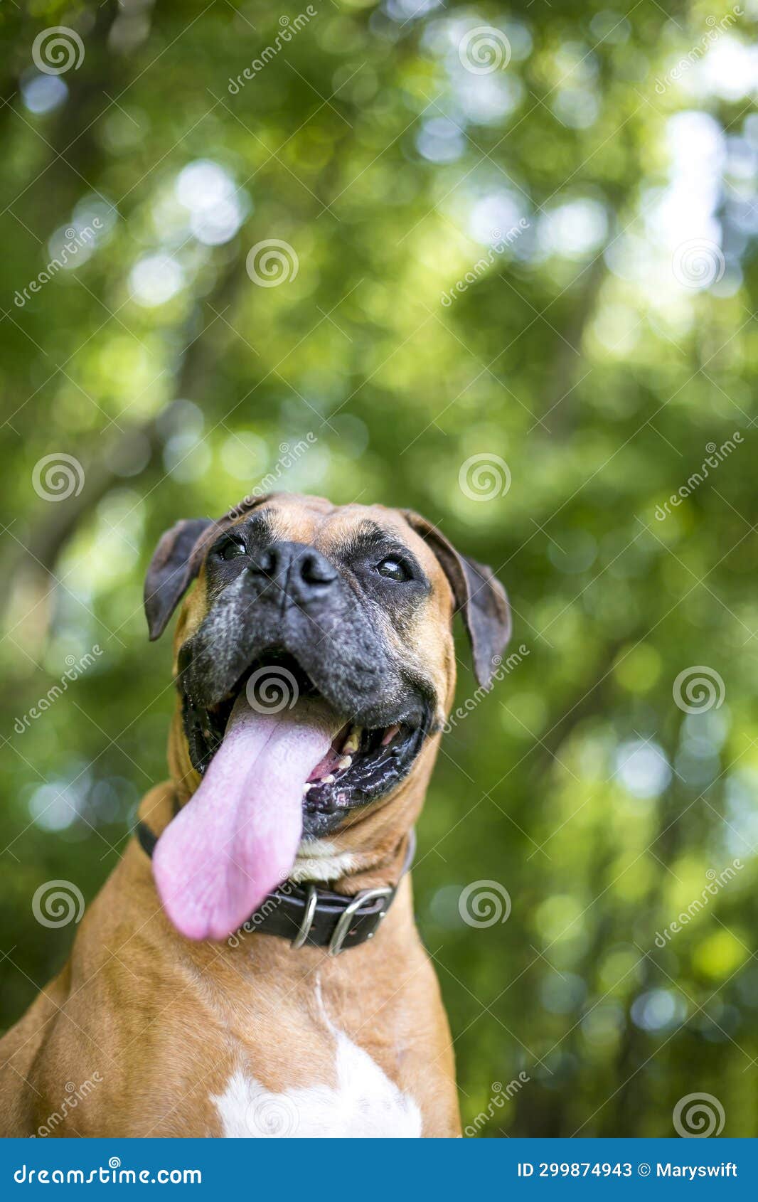 A Boxer Dog Panting with a Long Tongue Stock Image - Image of jowls ...