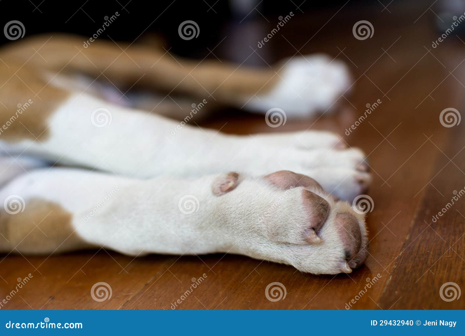 Boxer Dog Paws stock photo. Image of animal, floorboards 29432940