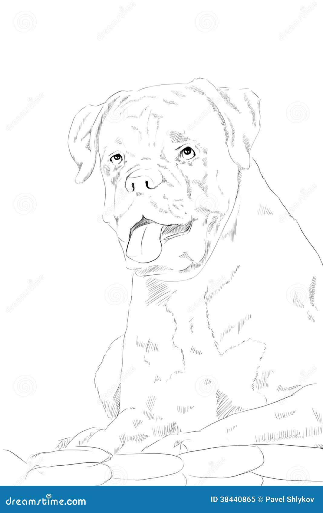 Boxer Dog, Pencil Drawing On Paper Stock Illustration