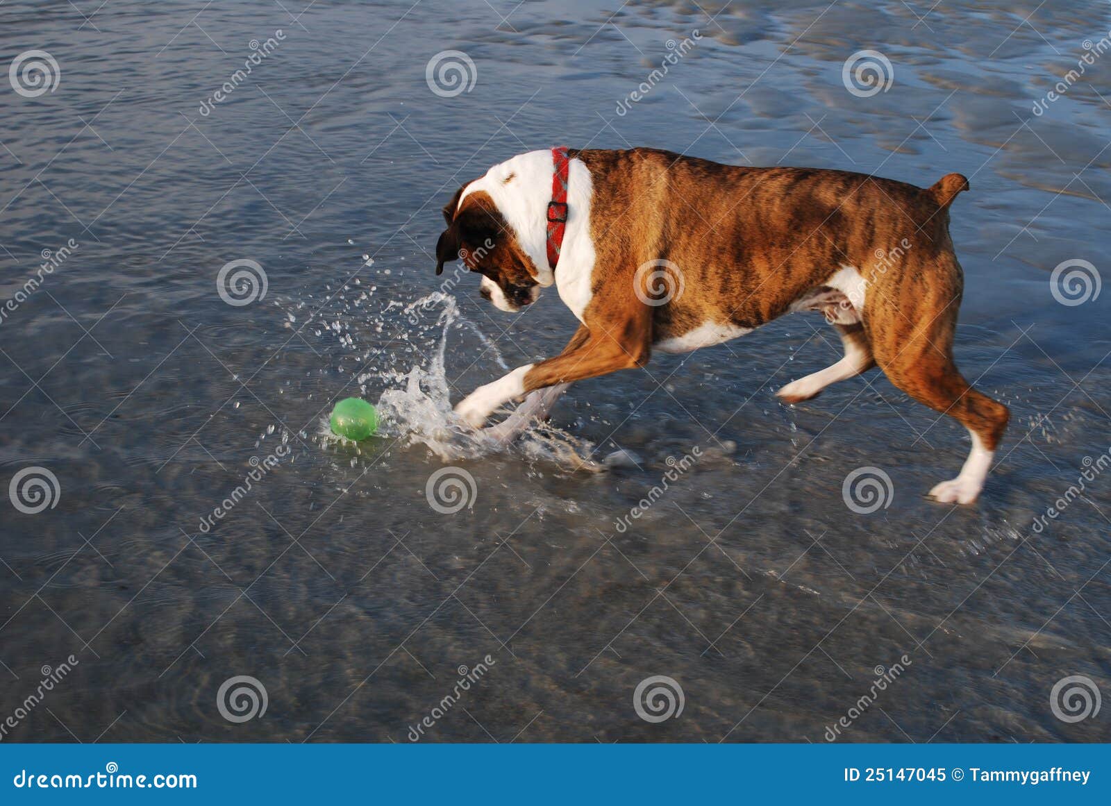 Boxer Dog Playing with Ball in Water Stock Image Image of outside