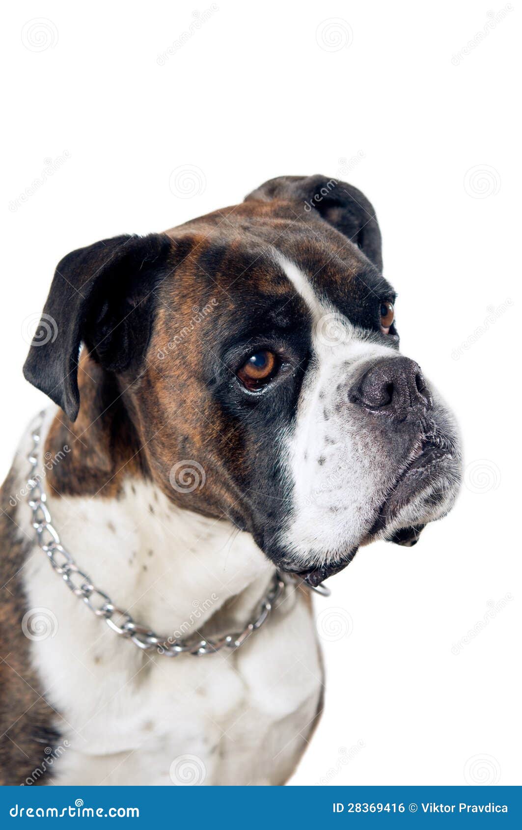 Boxer dog portrait stock photo. Image of companion, guard - 28369416