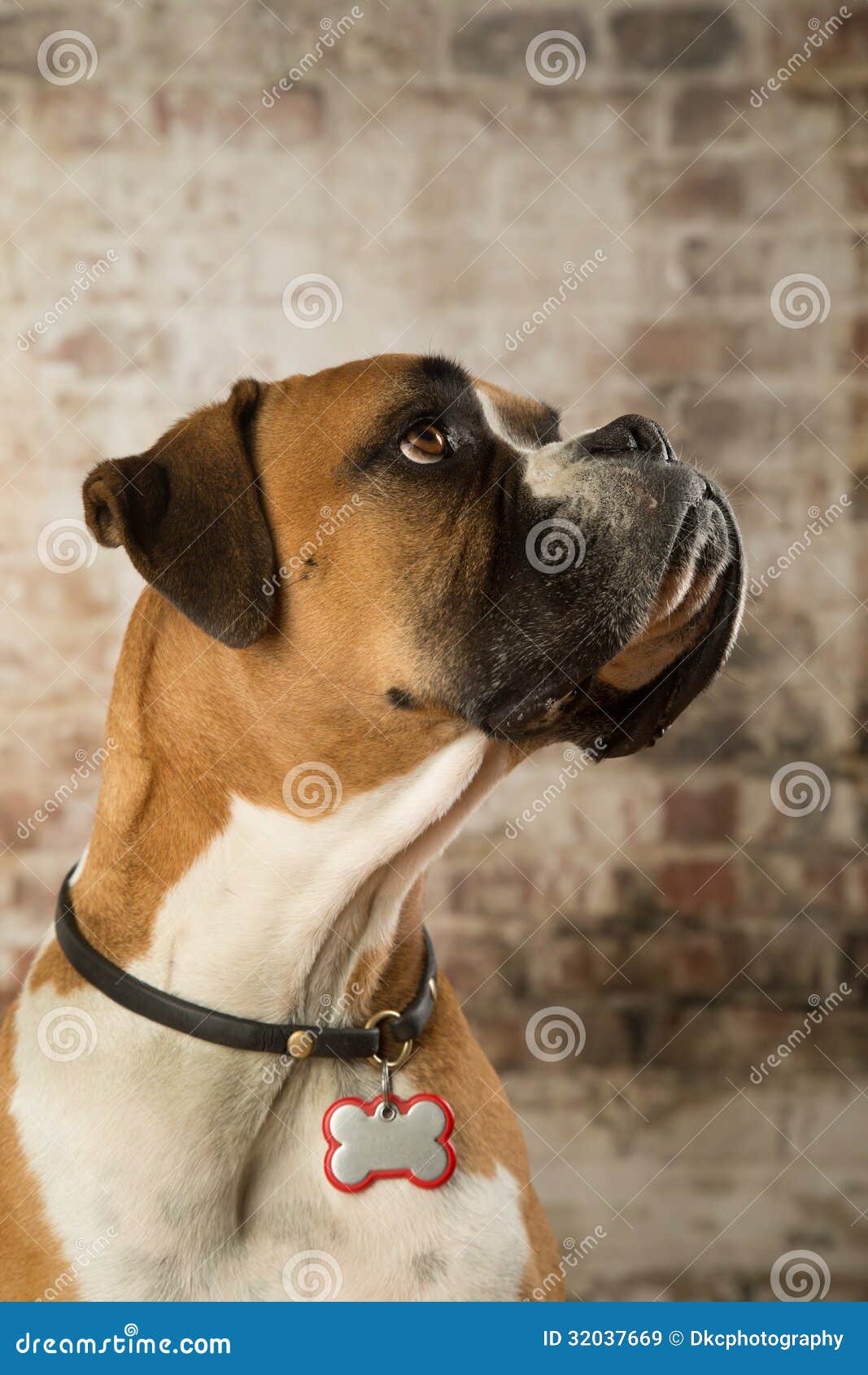 Boxer Dog stock image. Image of jowls, canine, watching 32037669