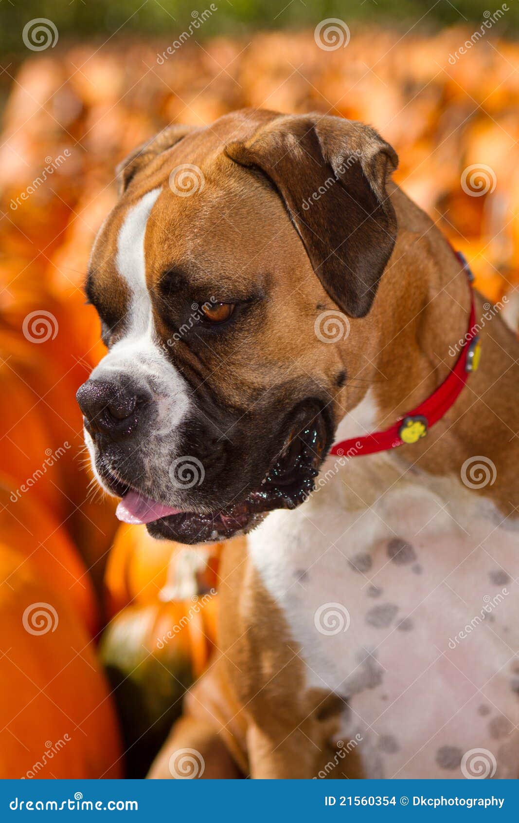 Boxer Dog Pumpkin Carving Boxer Dog Pumpkin Carving
