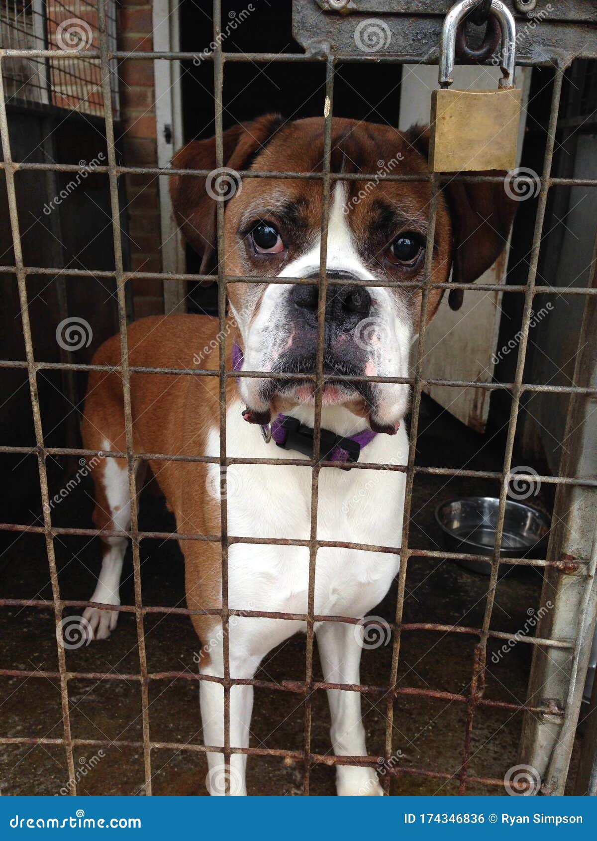 Boxer Dog in a Rescue Shelter Portrait Stock Photo - Image of paws, pound:  174346836