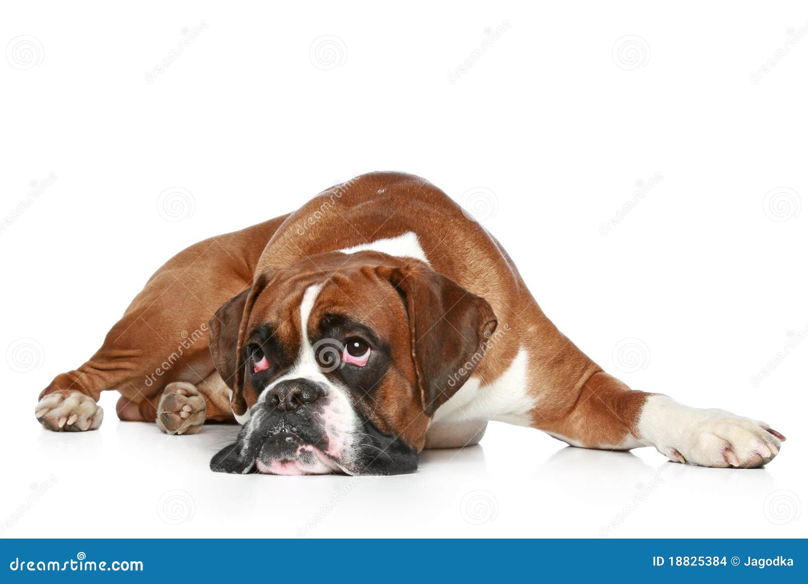 Boxer dog sad stock photo. Image of guard, studio, breed 18825384