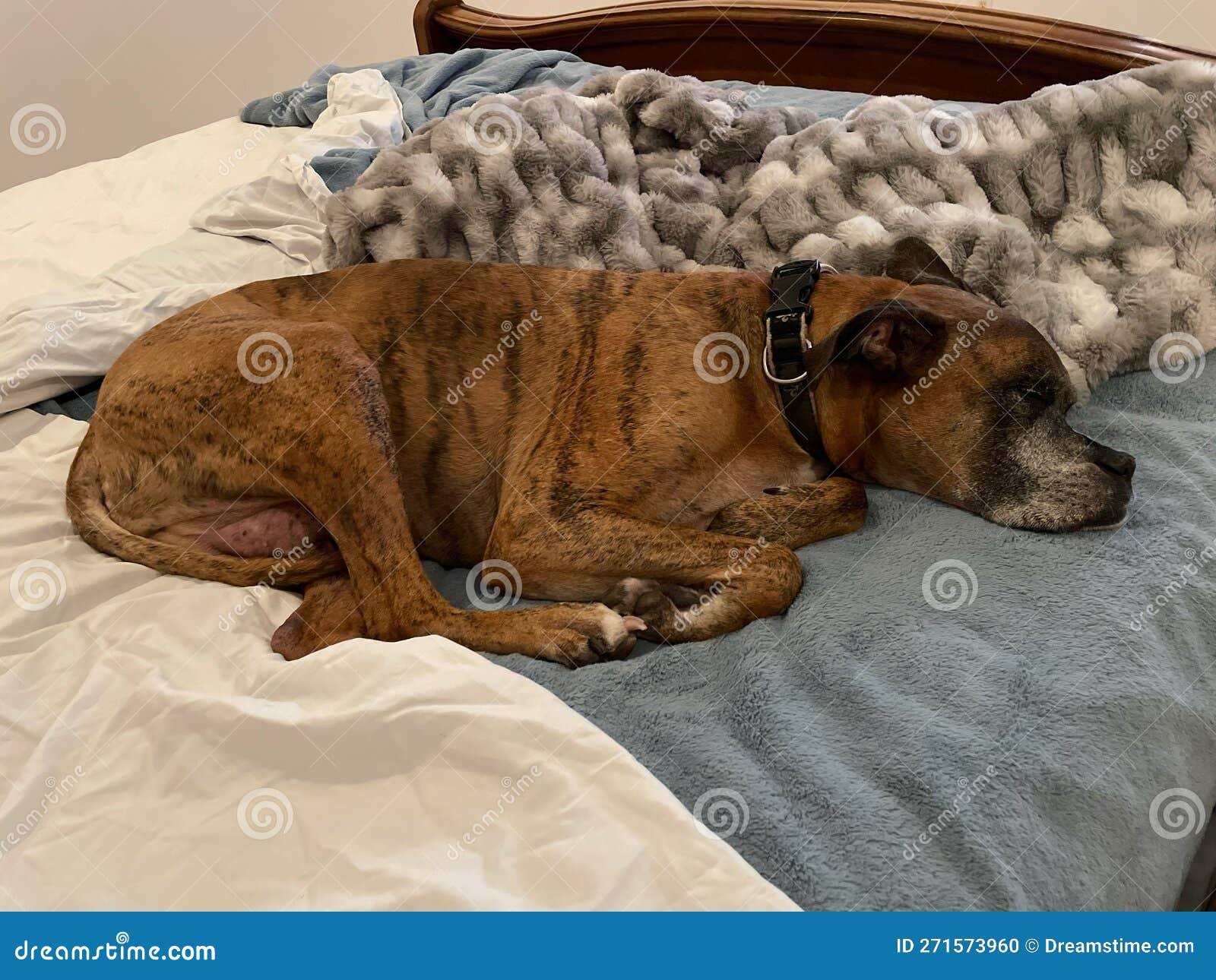 Boxer Dog Sleeping on Comfortable Bed Stock Photo Image of