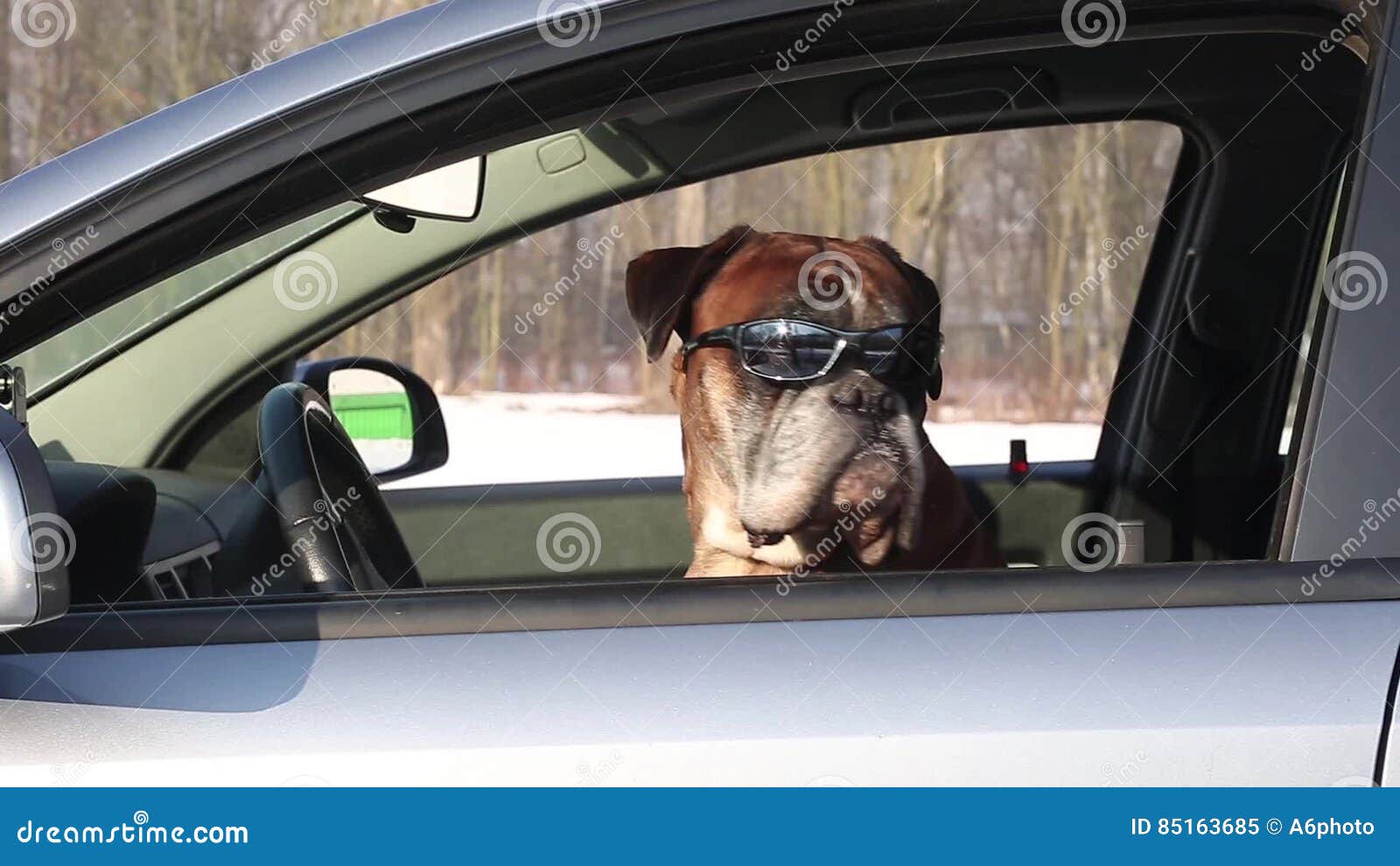 boxer dog sunglasses