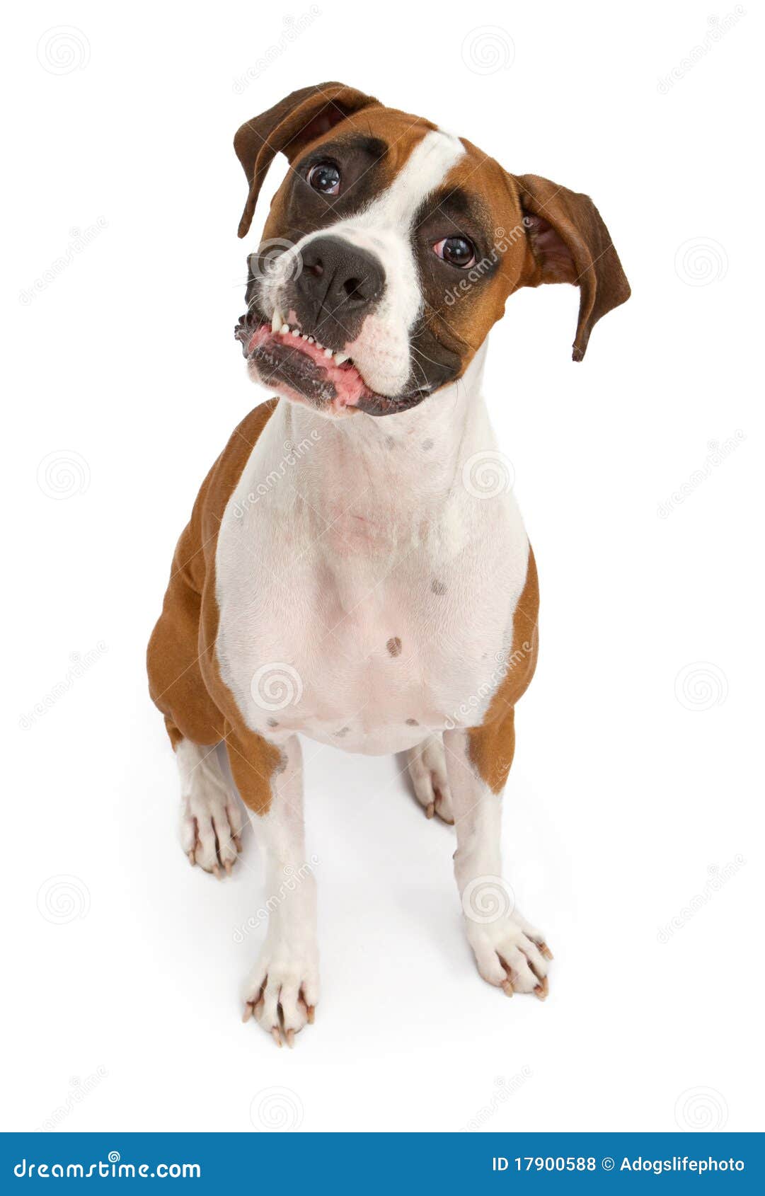 Boxer Dog with Teeth Out stock photo. Image of female 17900588