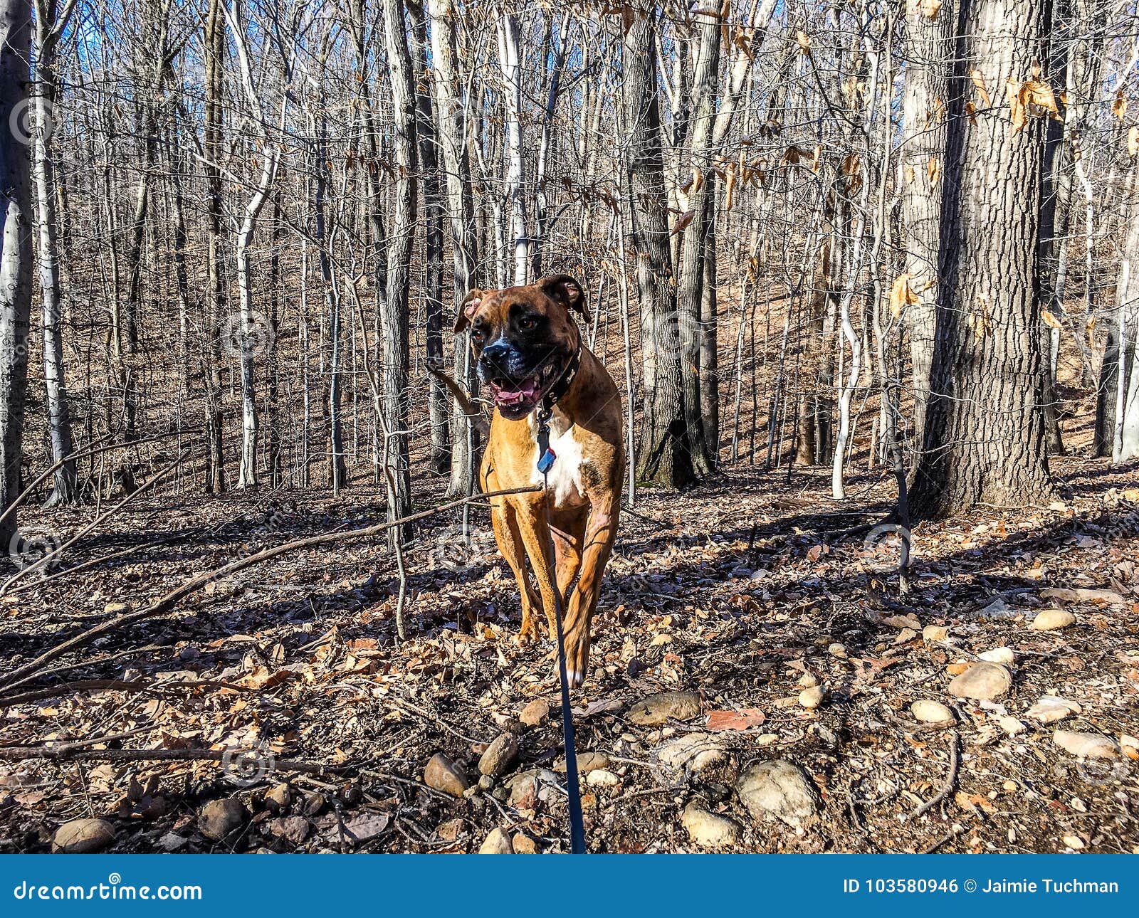 Dog Prancing in the Autumn Woods Stock Photo Image of leaf, january