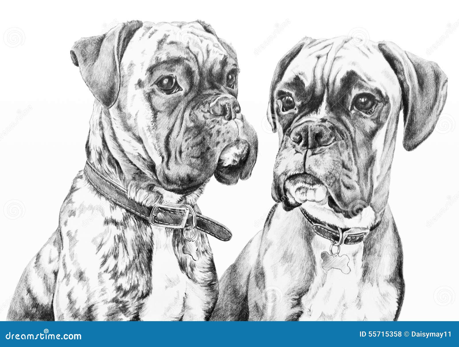 boxer dogs pencil drawing