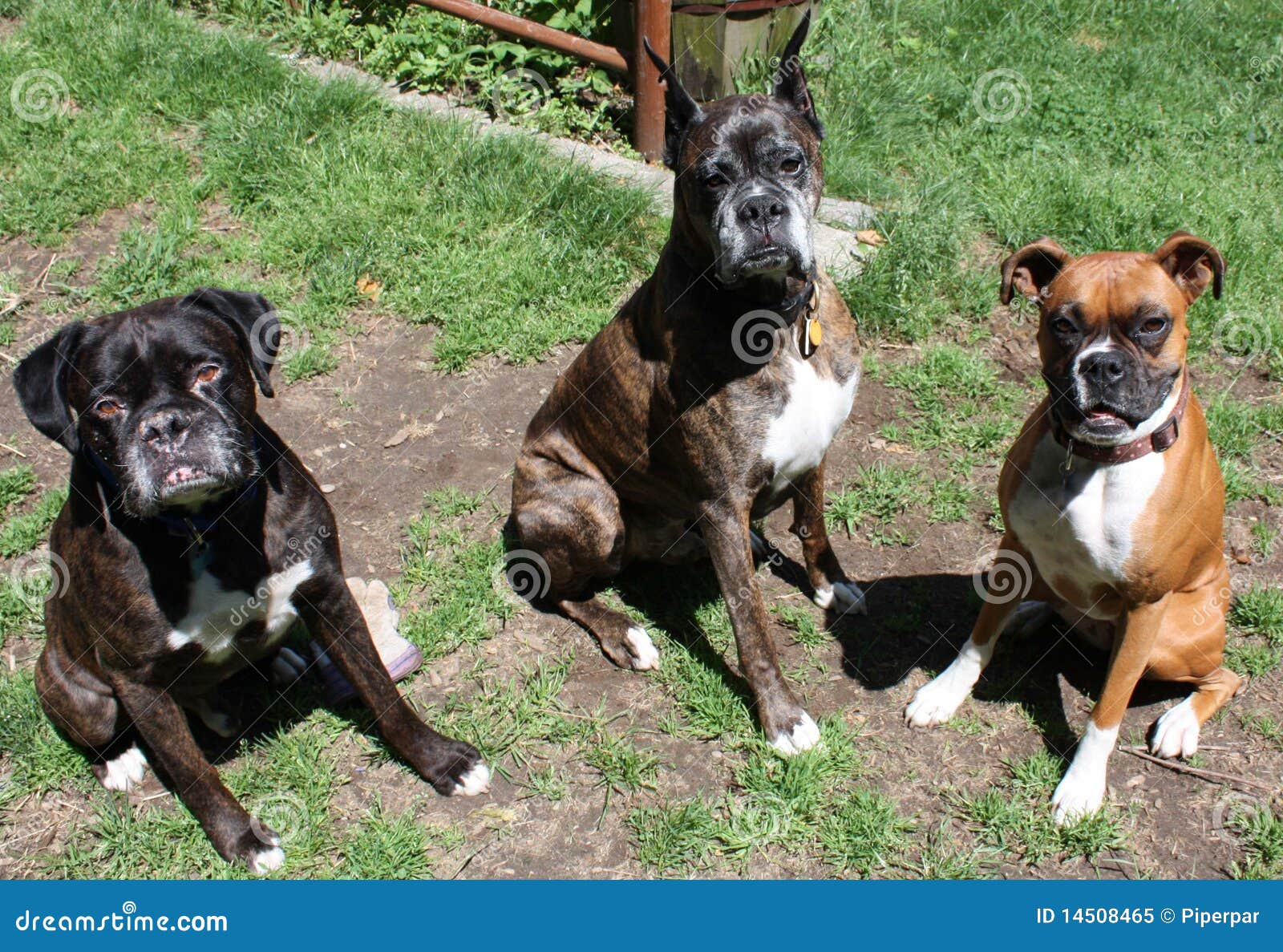 Boxer dogs playing stock image. Image of ears, flying 14508465