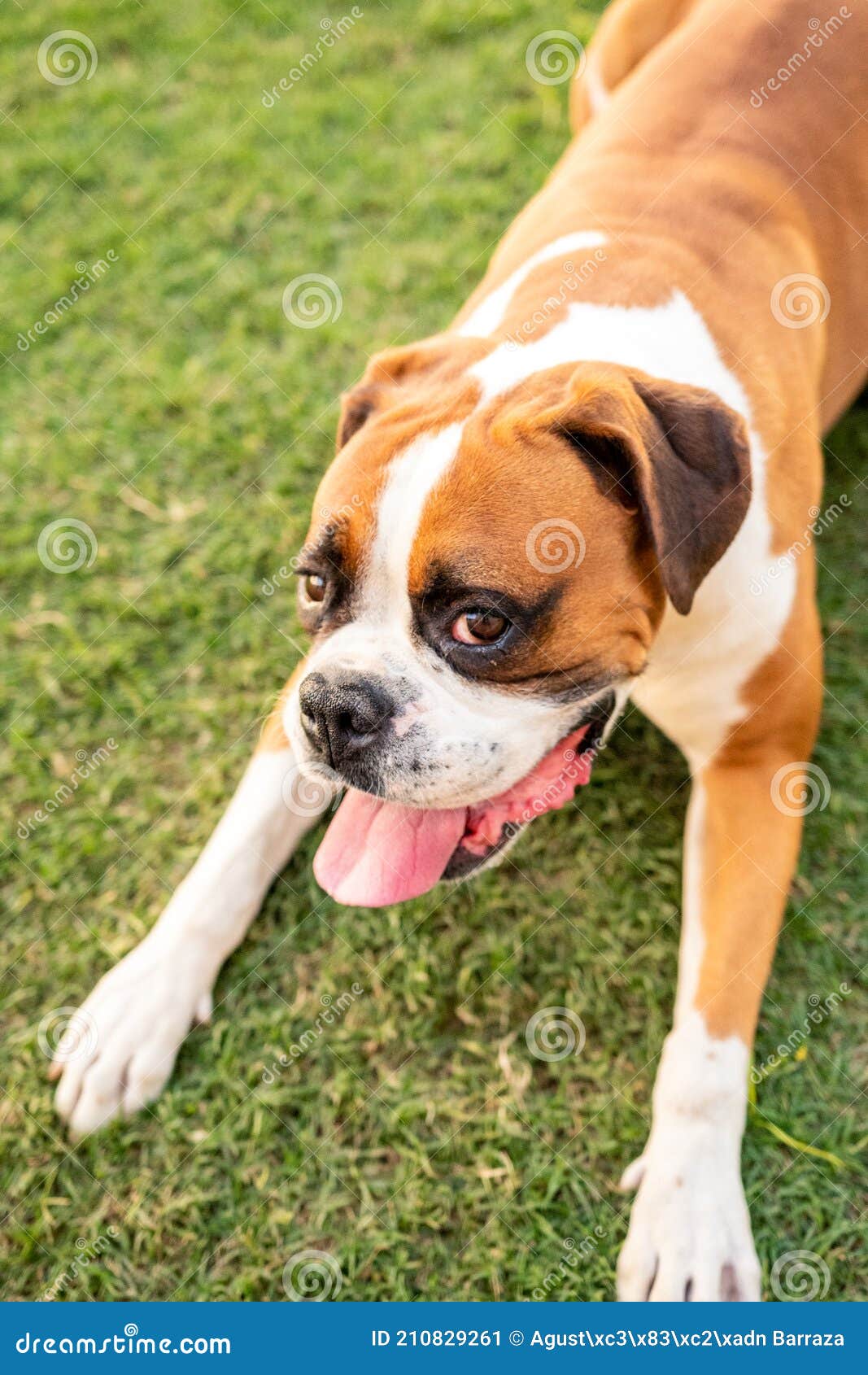 Boxer on the grass stock image. Image of people, friendly 210829261