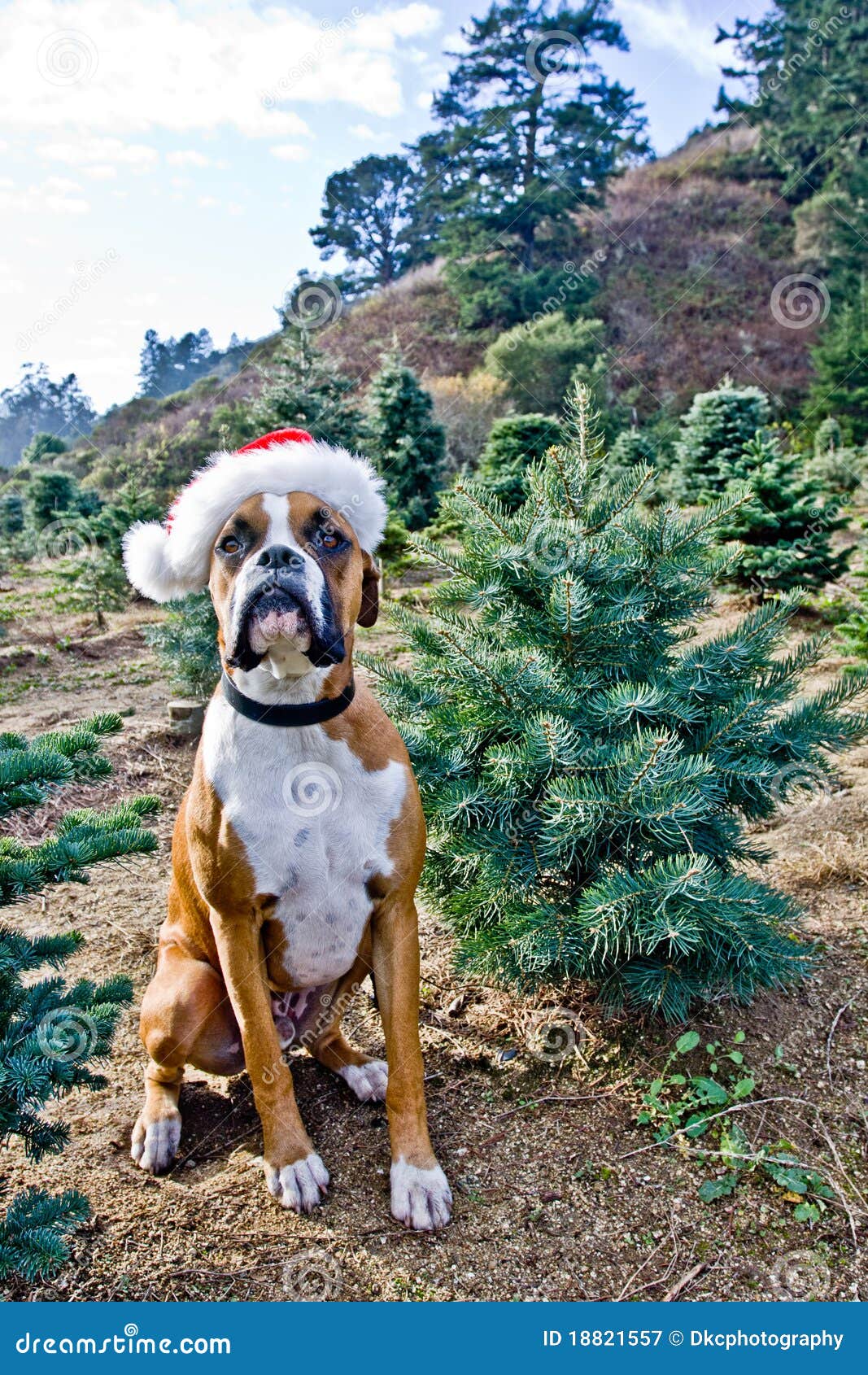 BoxerHund Am WeihnachtsbaumBauernhof Stockbild Bild von hunde