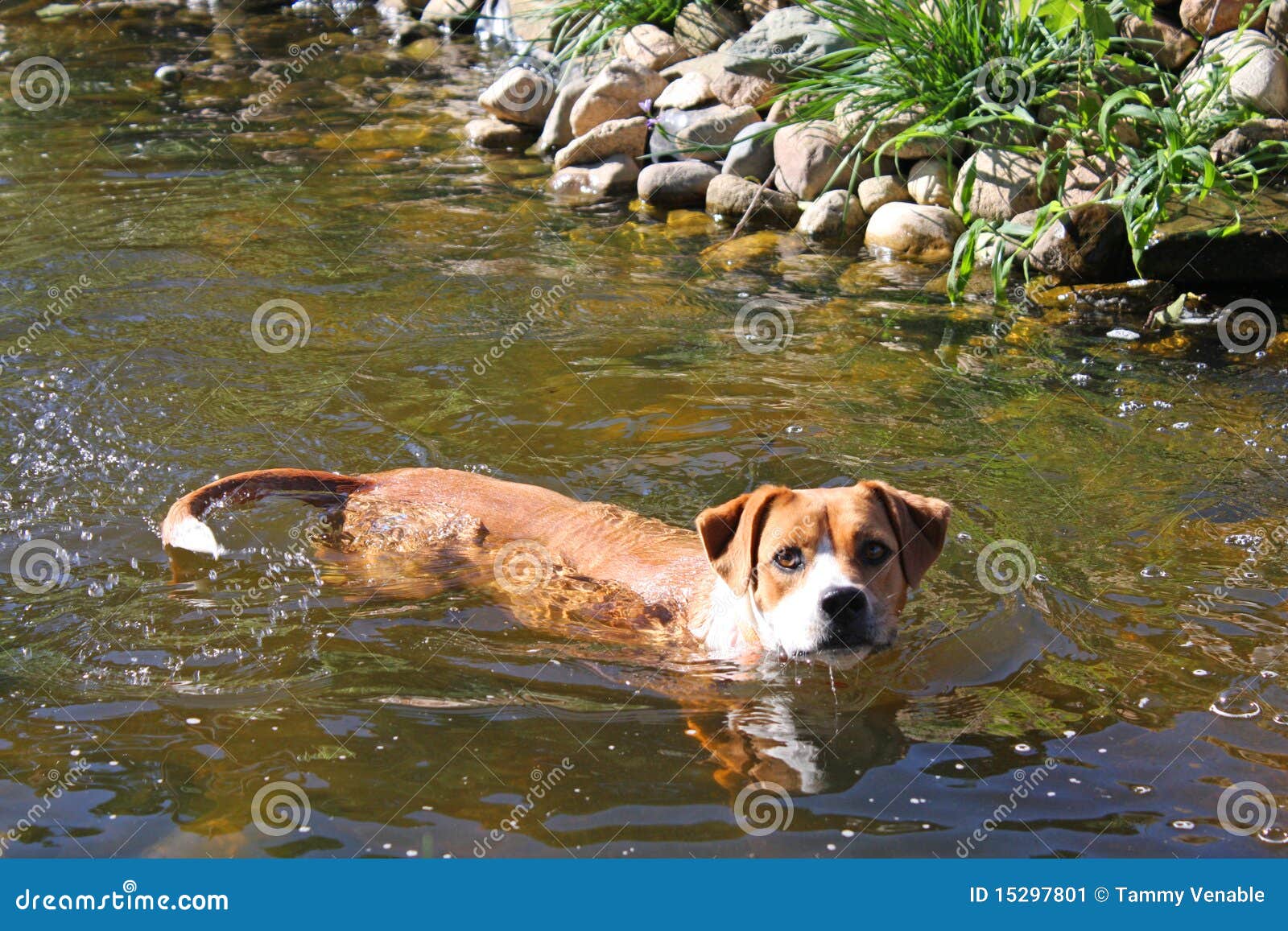 Boxer mix dog swimming stock image. Image of exercise 15297801