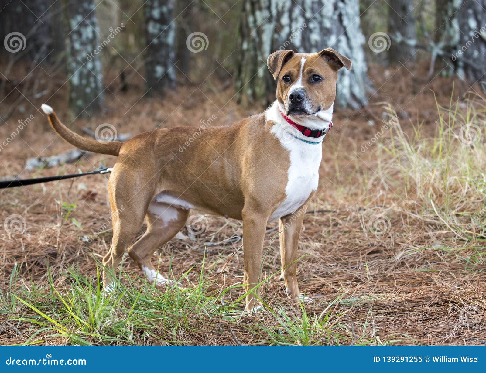 boxer hound mix puppy