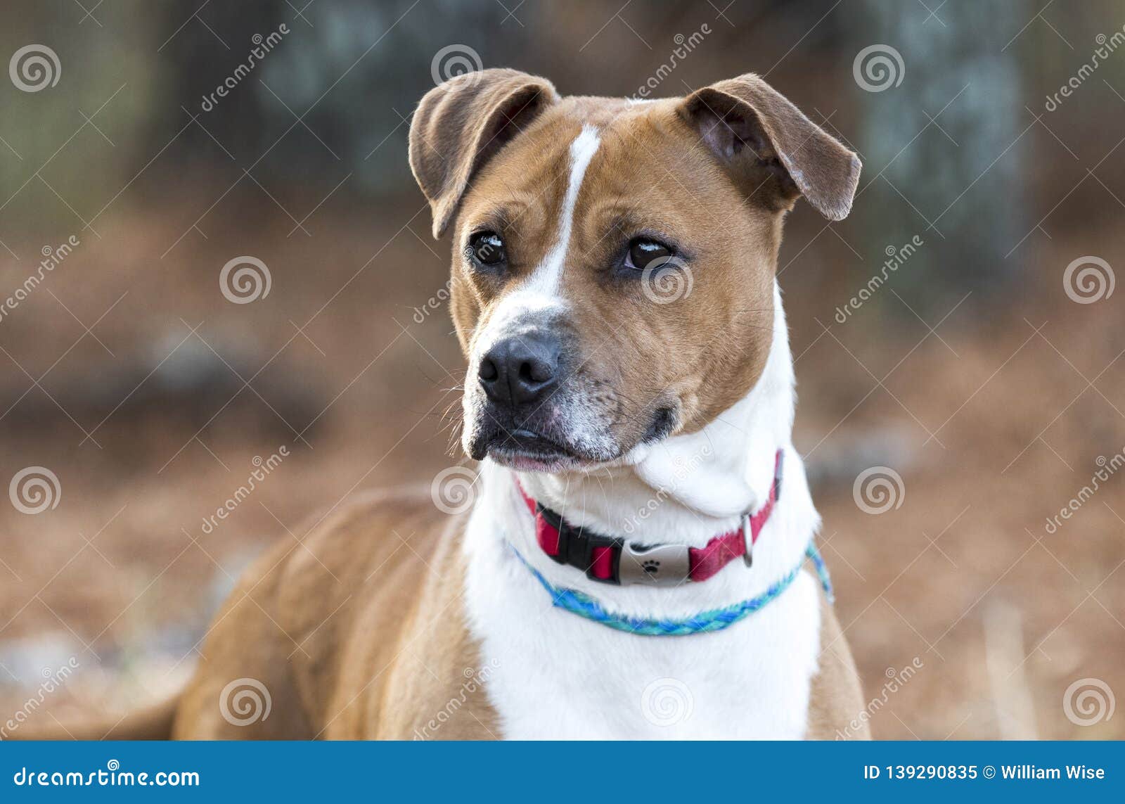 boxer dog collar