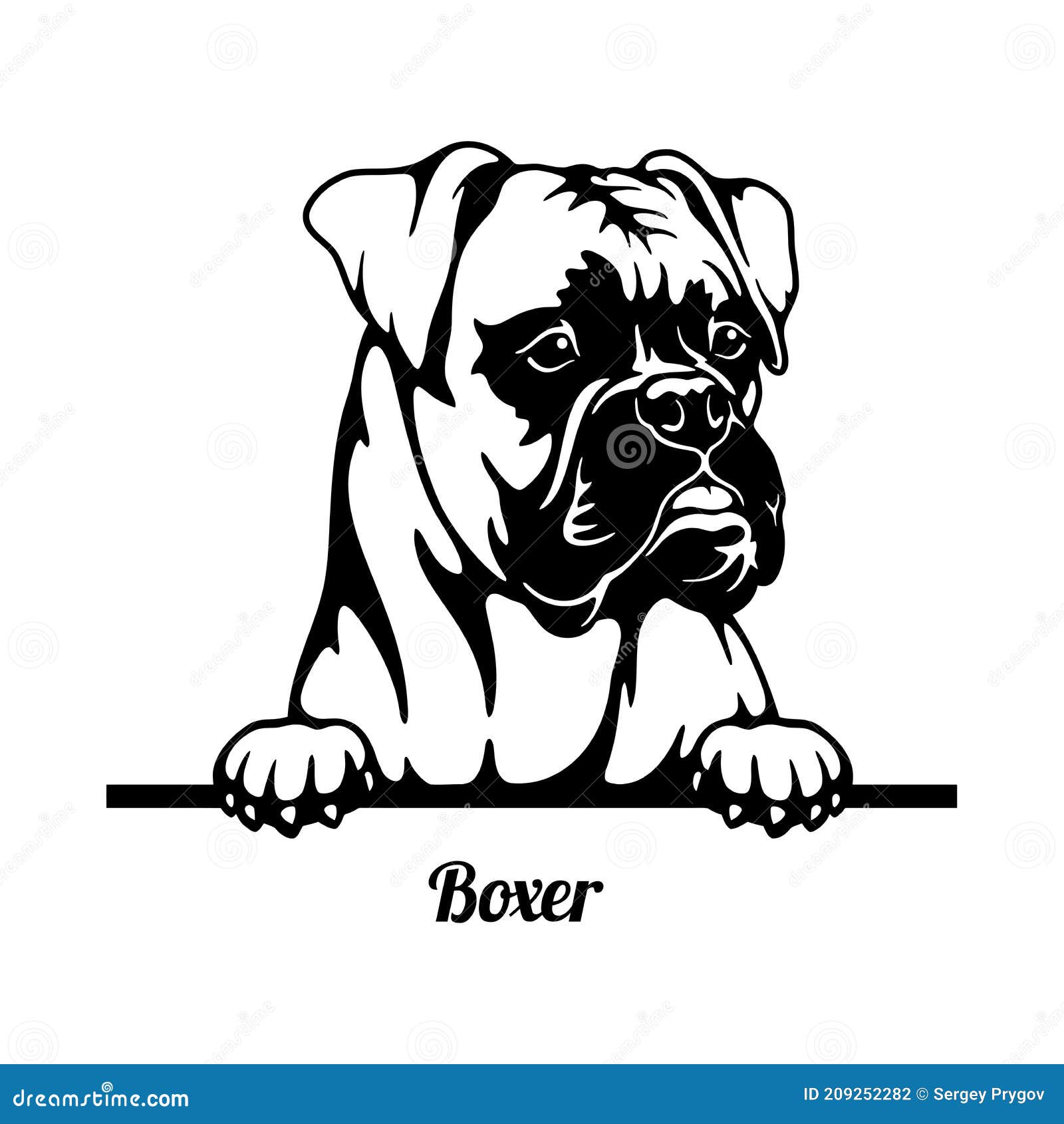 Boxer Peeking Dog - Head Isolated on White Stock Vector - Illustration ...