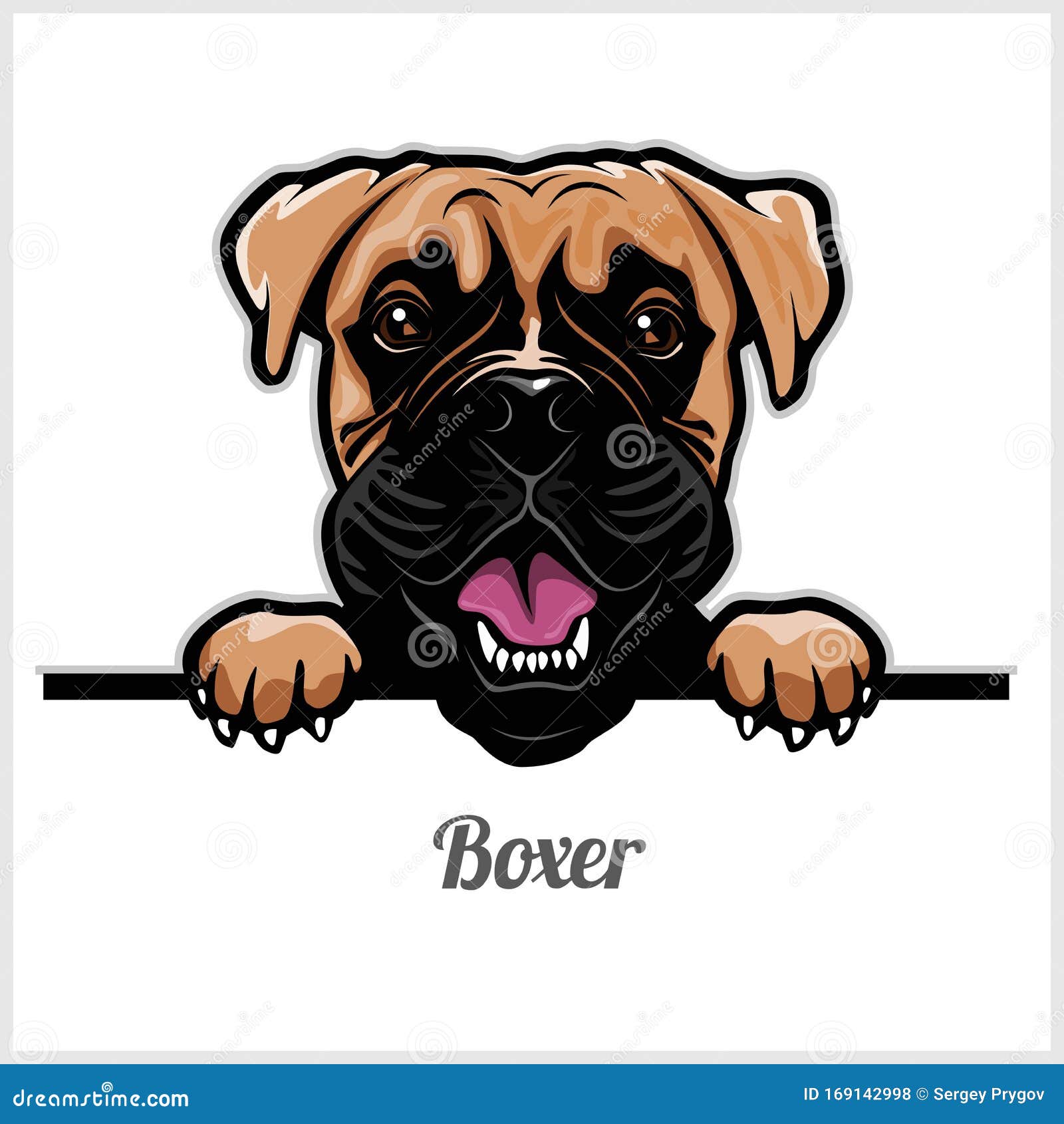 Boxer - Peeking Dogs - Breed Face Head Isolated on White Stock Vector
