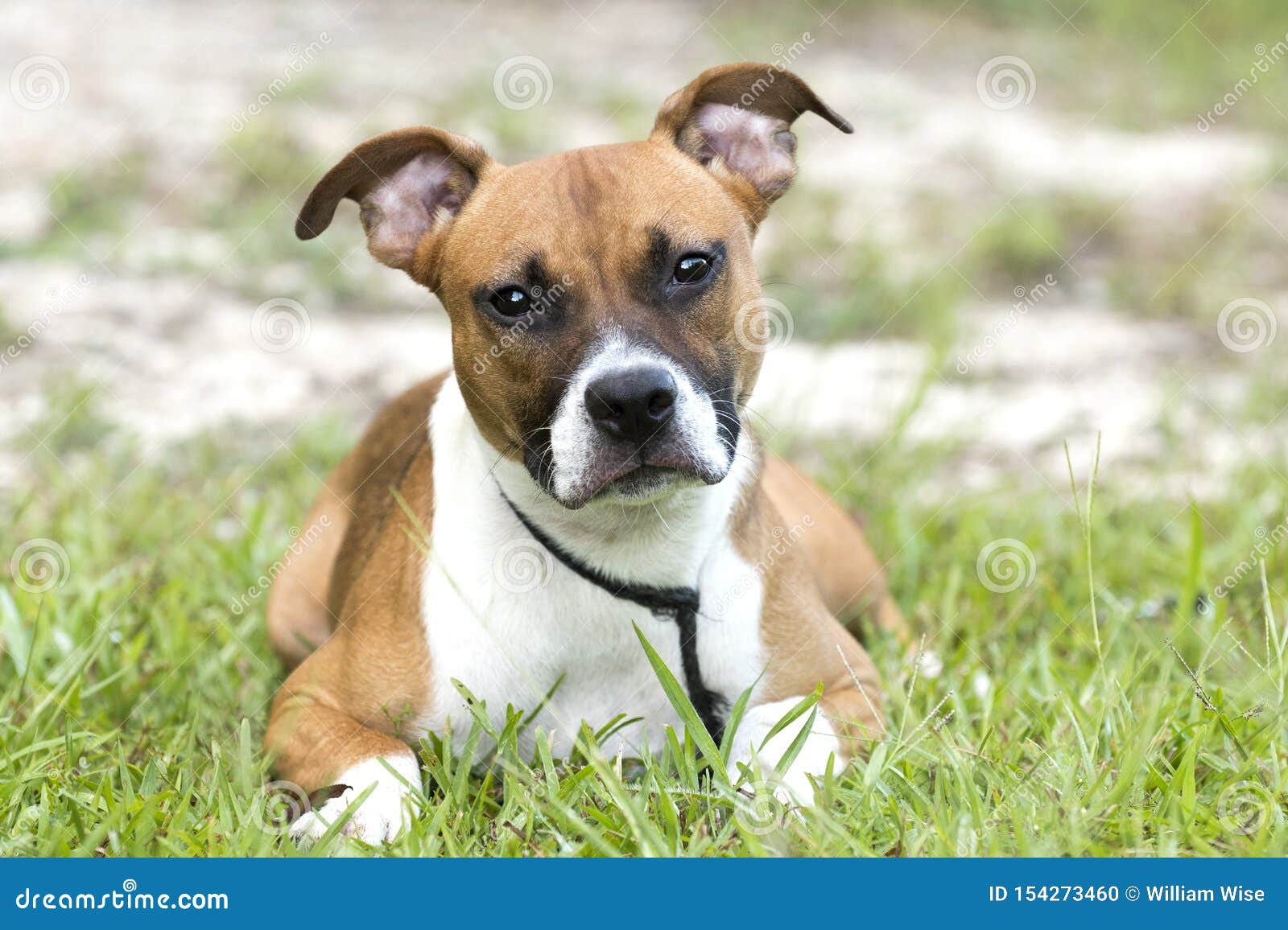 Boxer Pitbull Mixed Puppy Laying Down Outside Stock Photo - of shelter, sales: 154273460