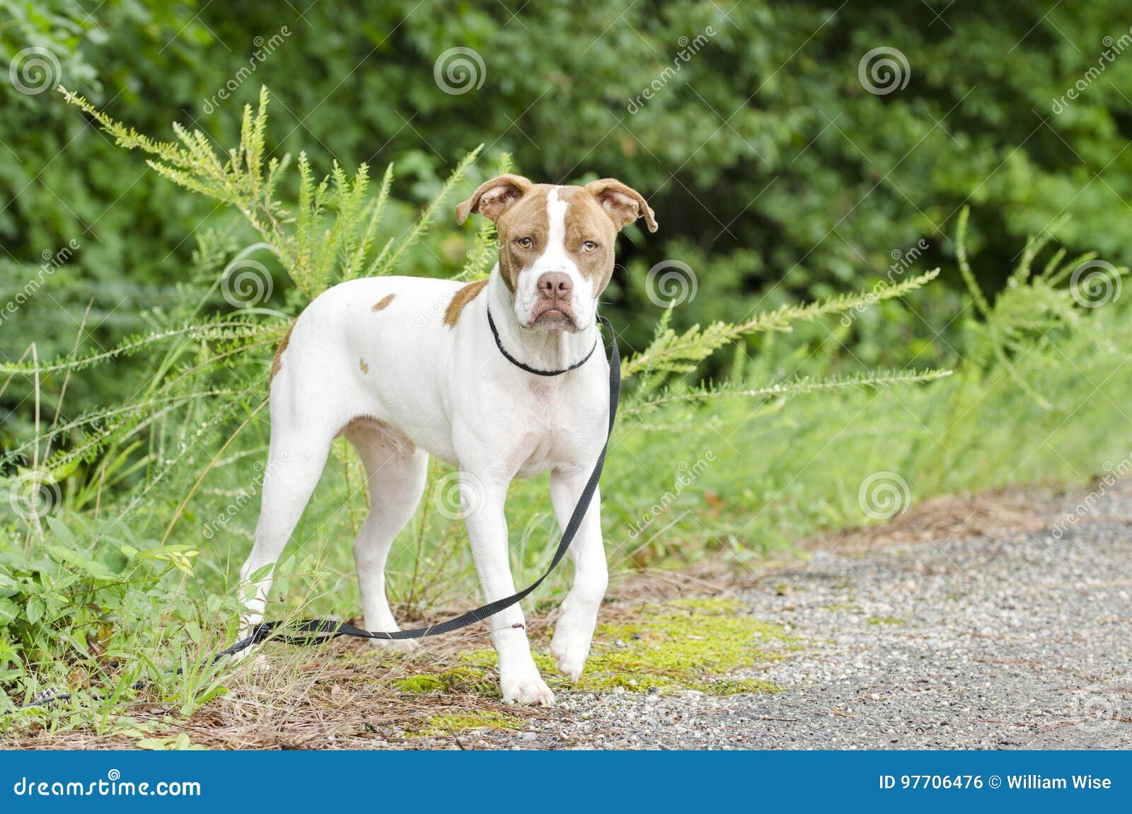 brown and white pitbull boxer mix brown and white pitbull boxer mix