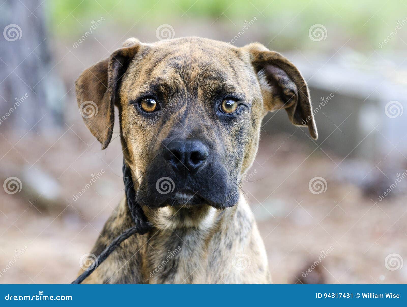 Boxer Plott Hound Pitbull Mixed Breed Dog Stock Image - Image of monroe