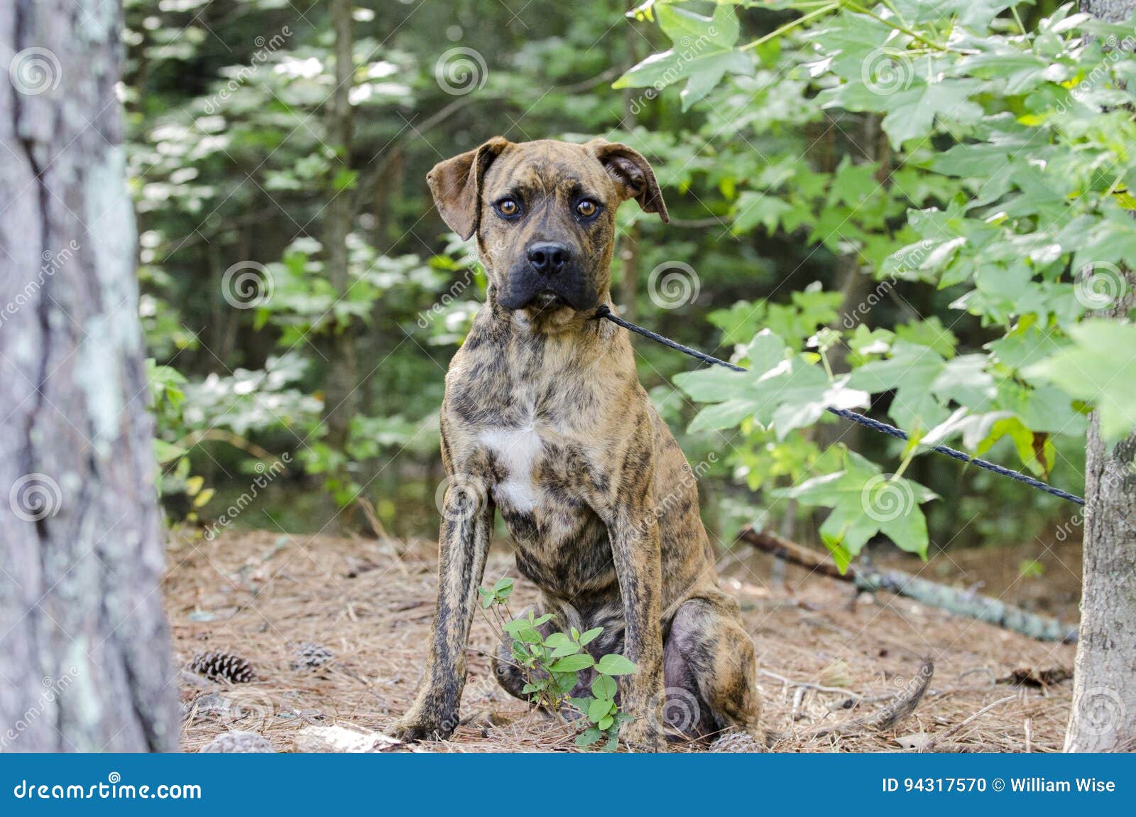 Boxer Plott Hound Pitbull Mixed Breed Dog Stock Photo Image Of Mixed Field 94317570