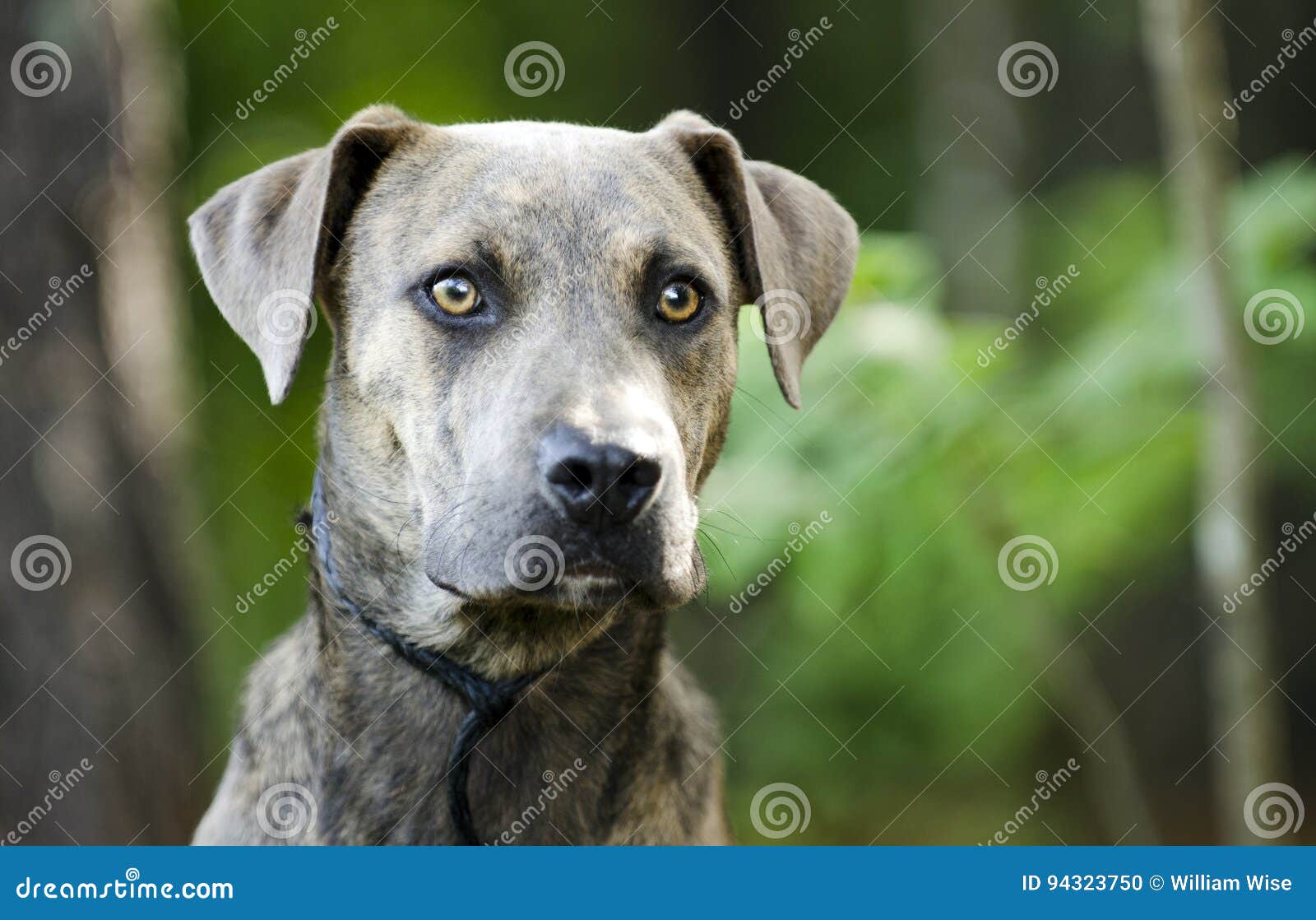 plott hound pitbull mix brindle