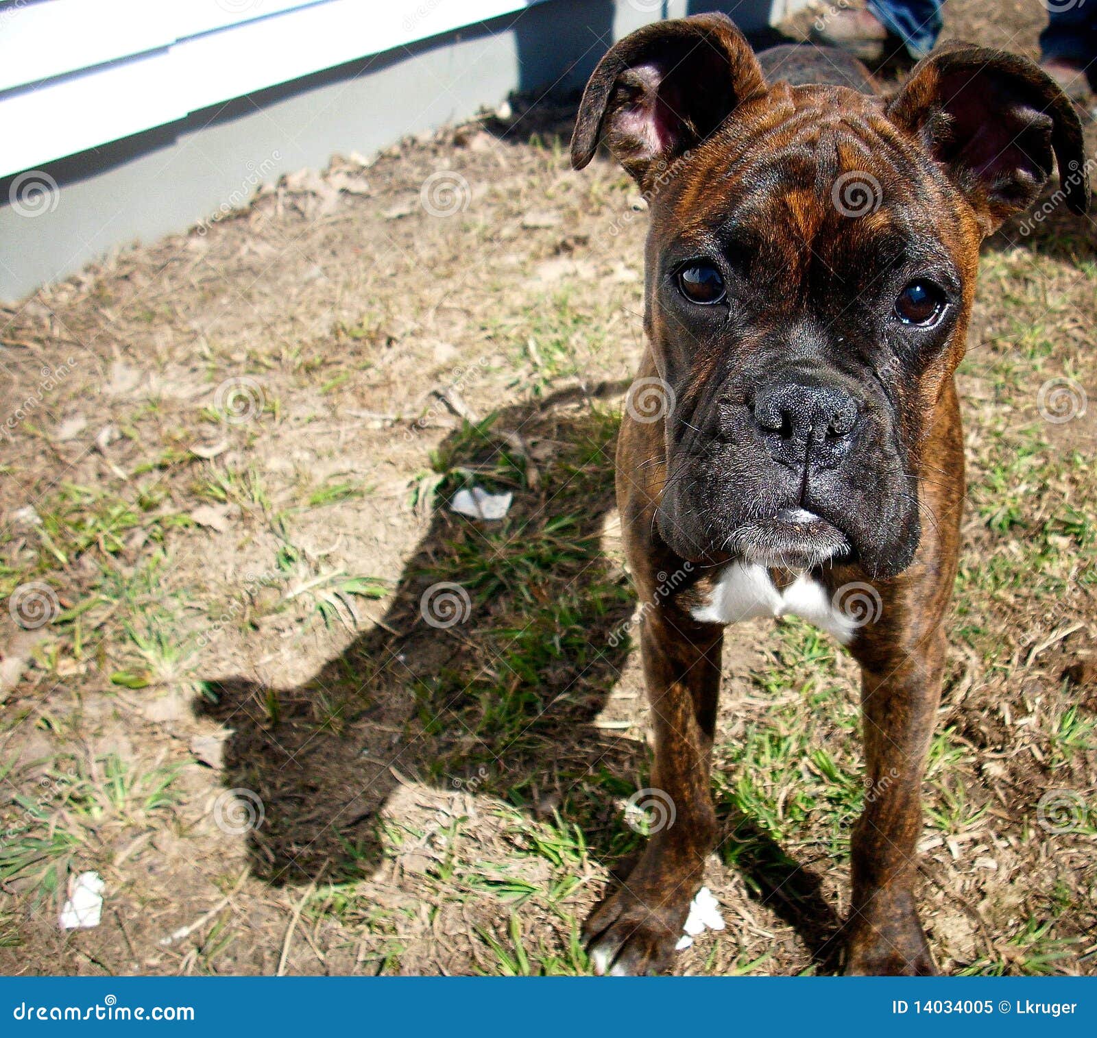 brindle boxer puppies for sale