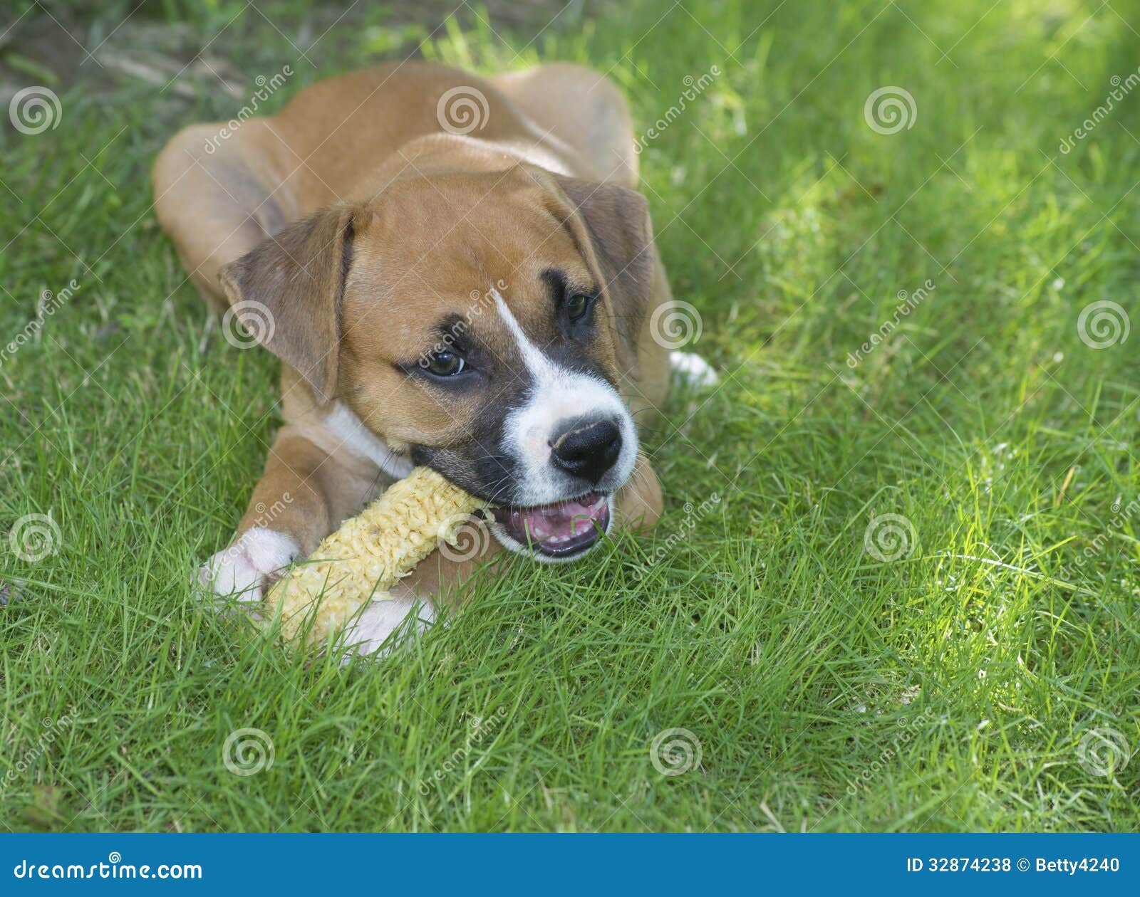 Boxer Puppy Chewing on a Corn Cob. Stock Photo Image of resting