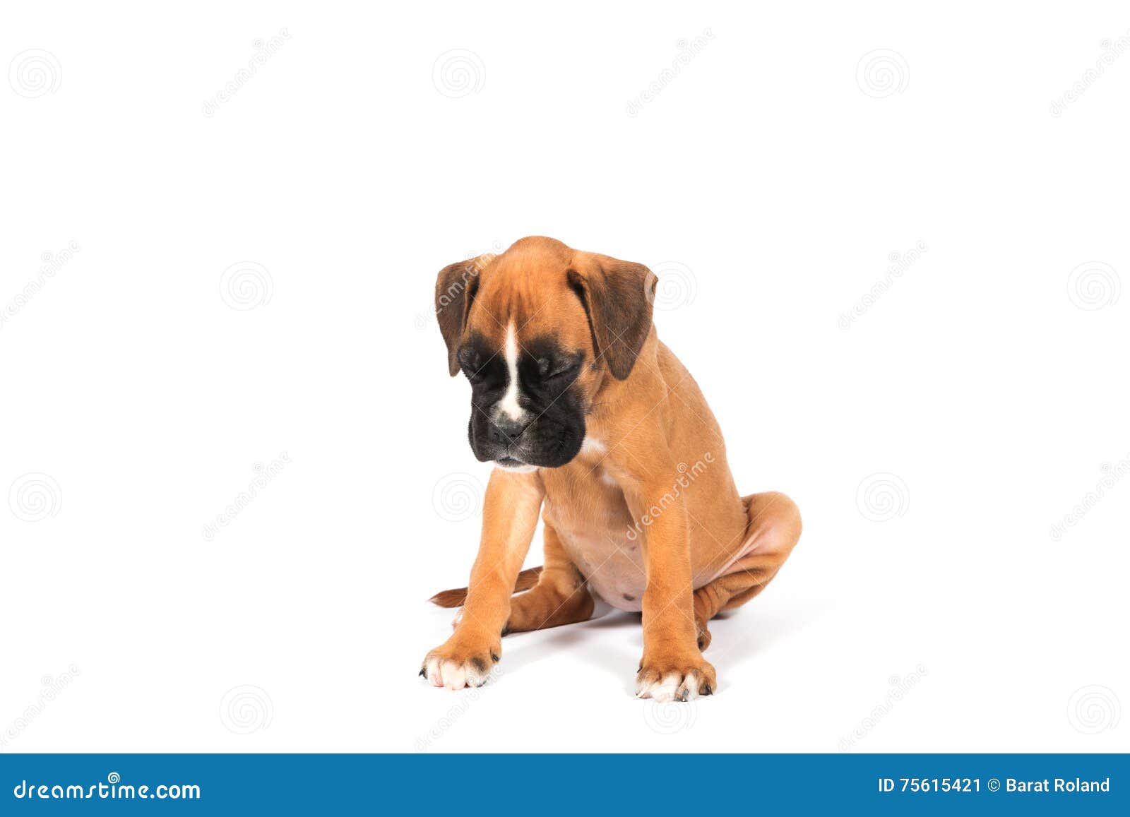 Boxer puppy dog stock image. Image of animal, portrait 75615421