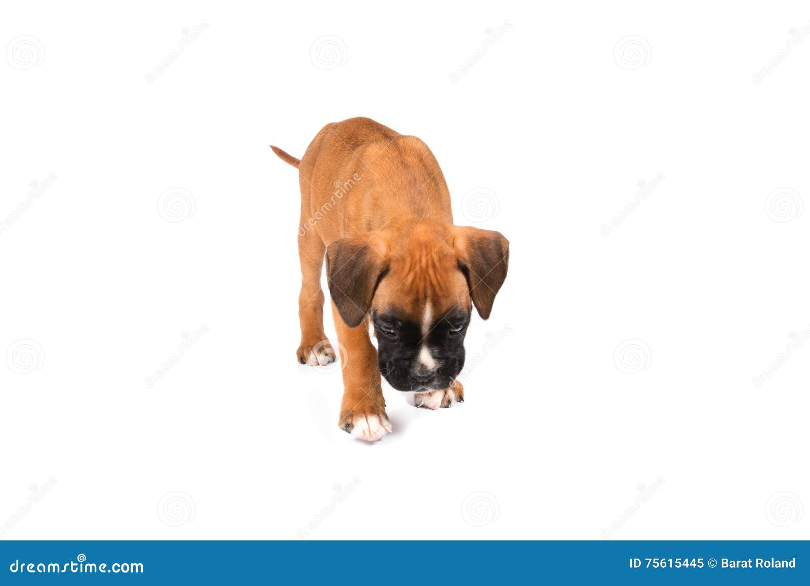 Boxer puppy dog stock image. Image of pedigreed, animal 75615445