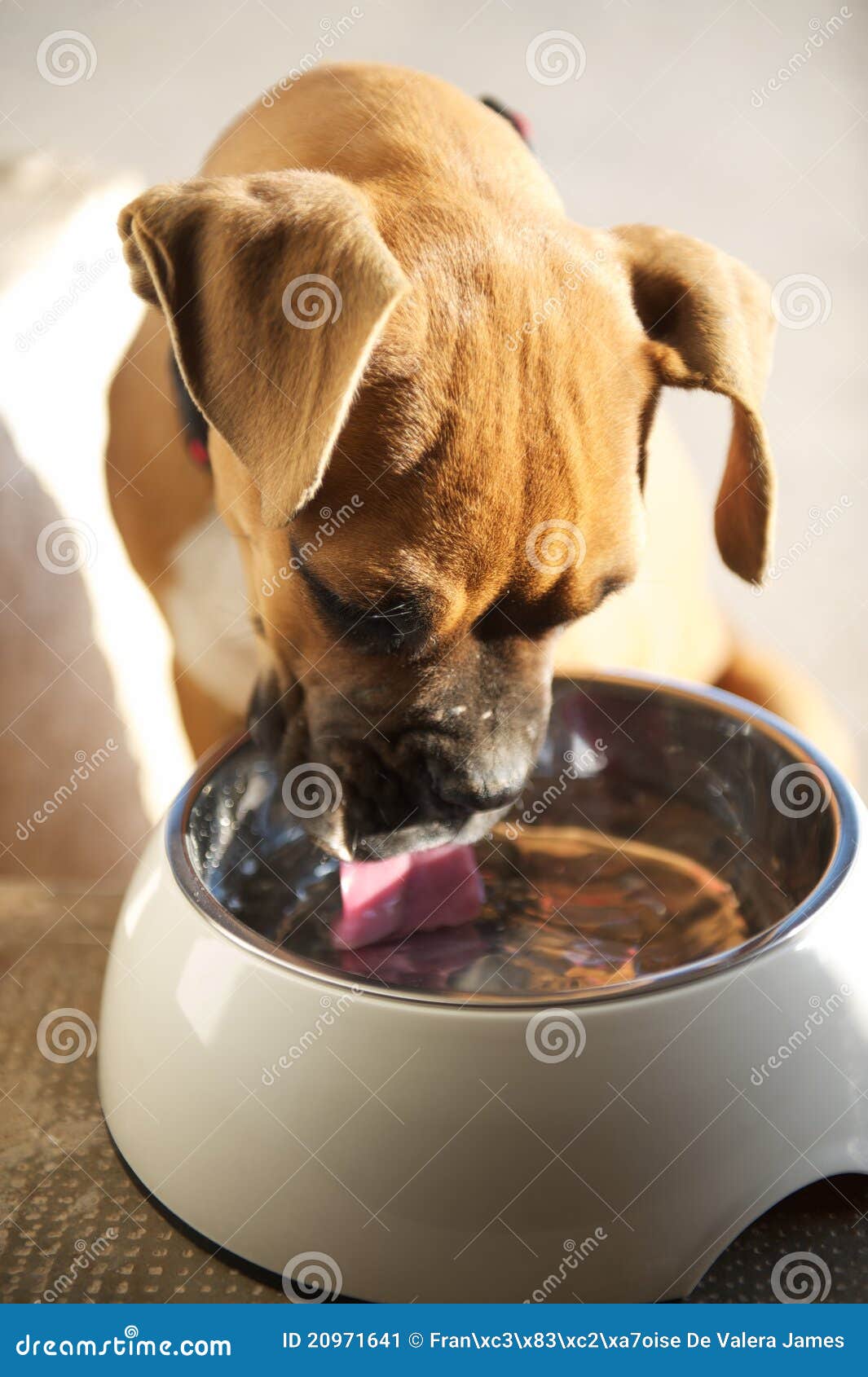 Boxer Puppy Licking Bowl Clean Stock Image Image of clean, meal 20971641
