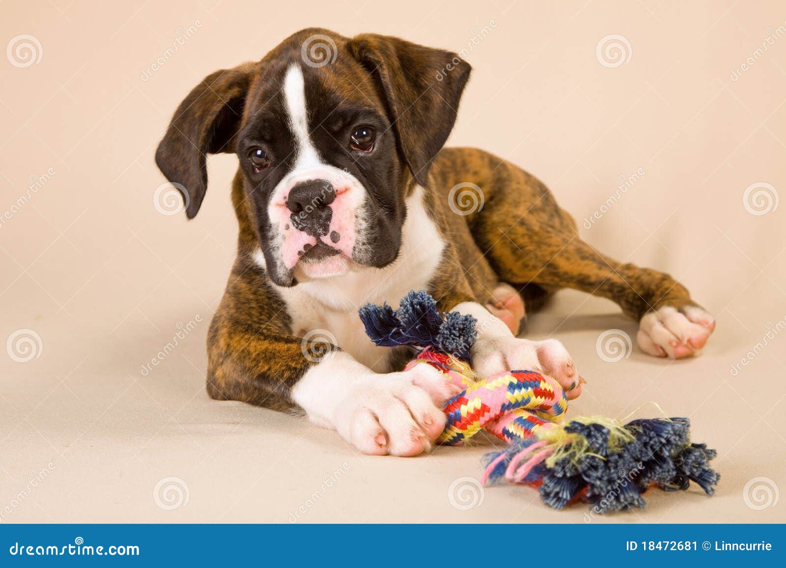Boxer puppy with toy rope stock image. Image of lying 18472681