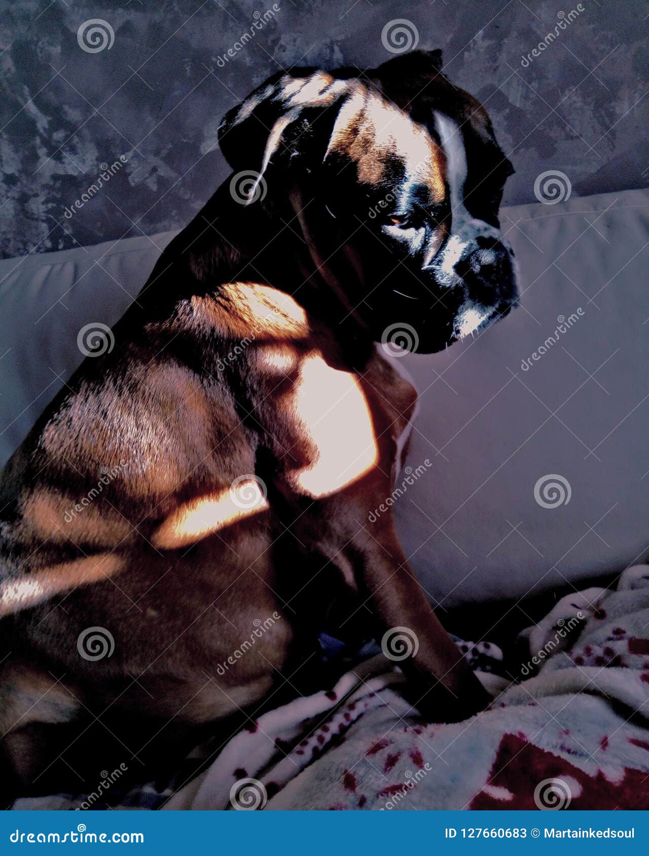 Boxer sad stock image. Image of boxer, sovrappeso, triste 127660683