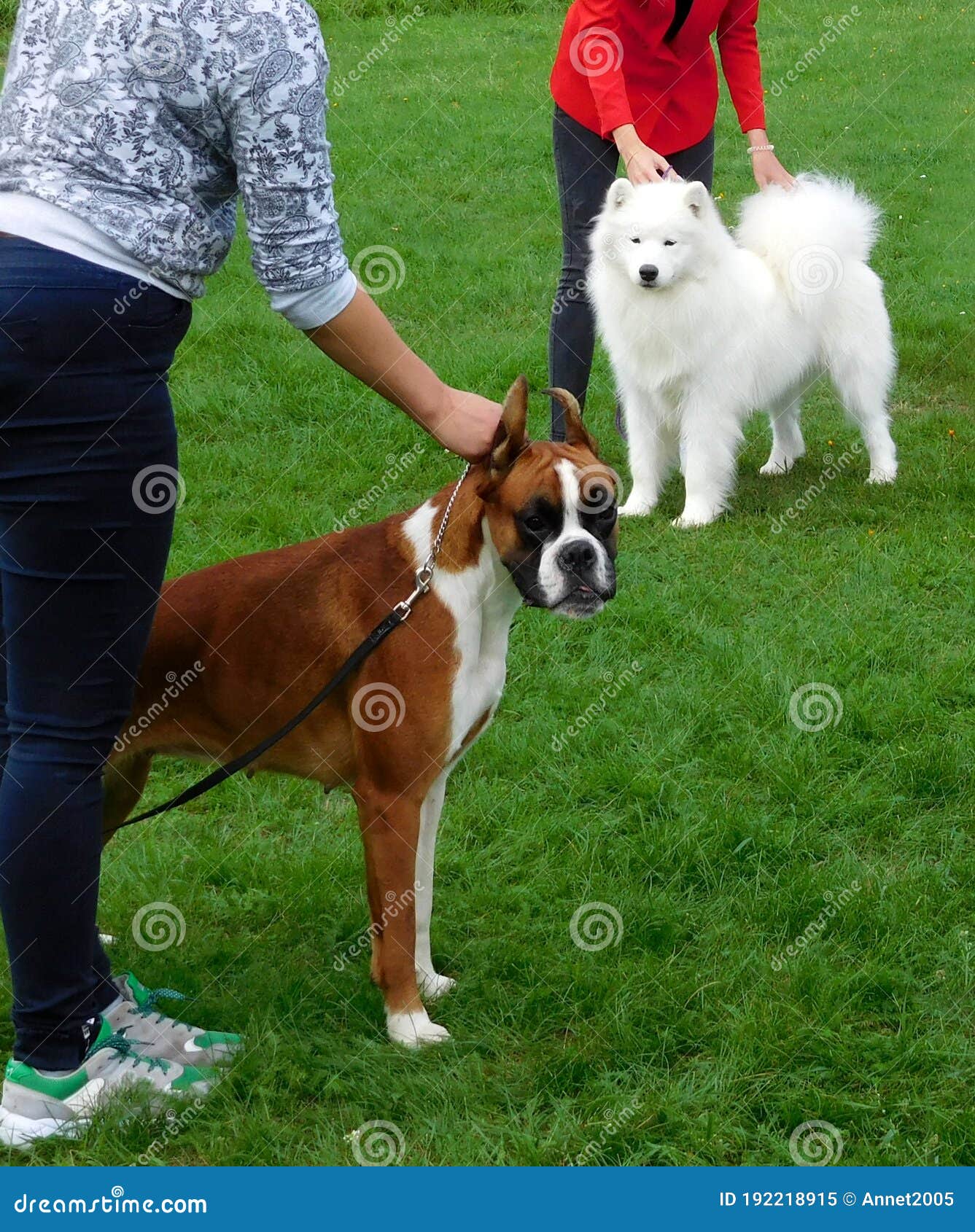 can a boxer and a samoyed be friends