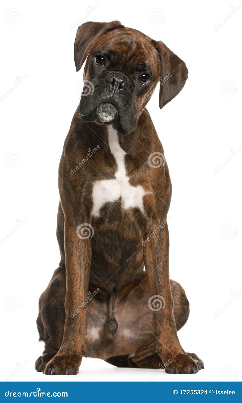 Boxer sitting stock photo. Image of domestic, alert, pedigree 17255324
