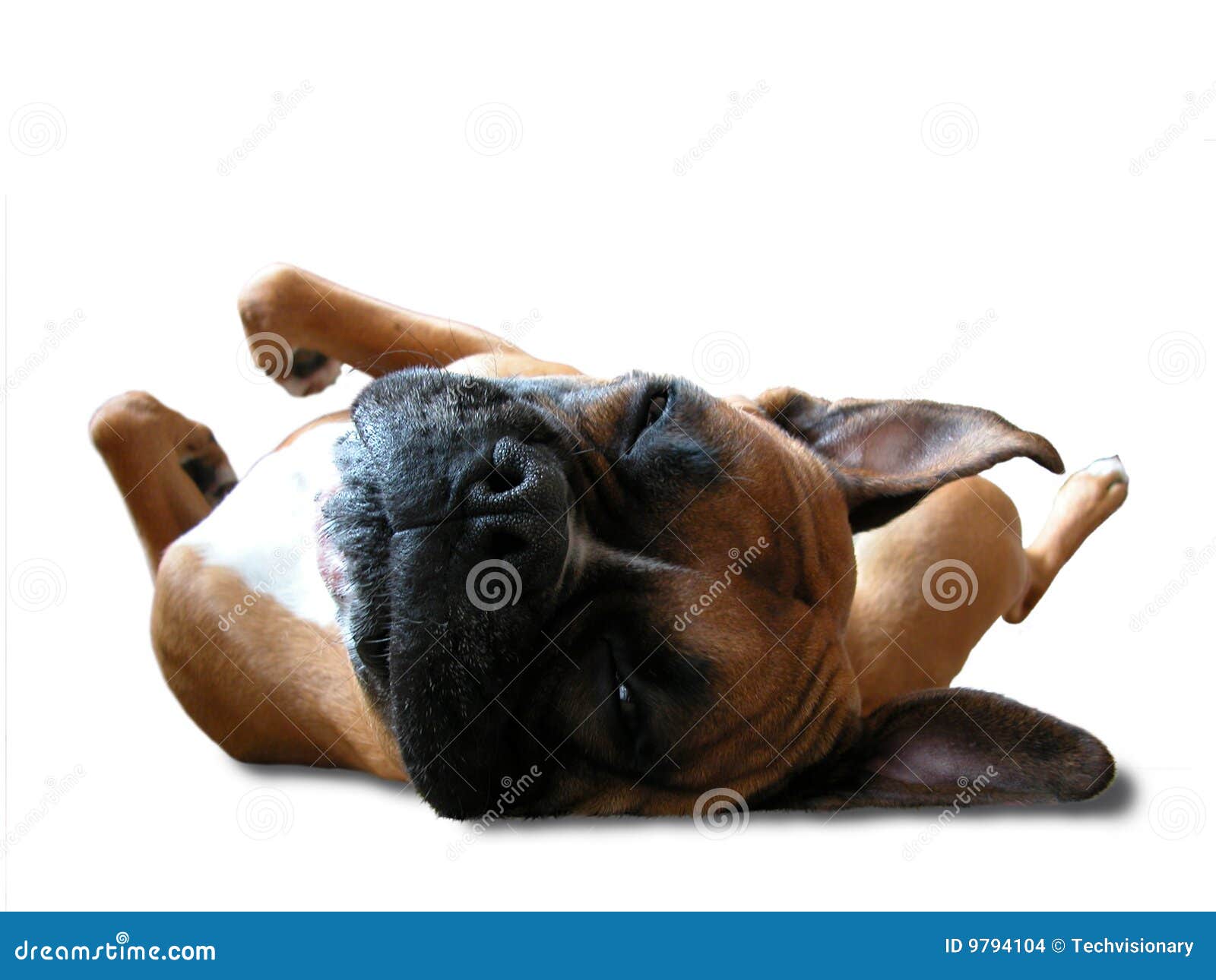 Boxer Sleeps on His Back stock photo. Image of tired, isolated 9794104