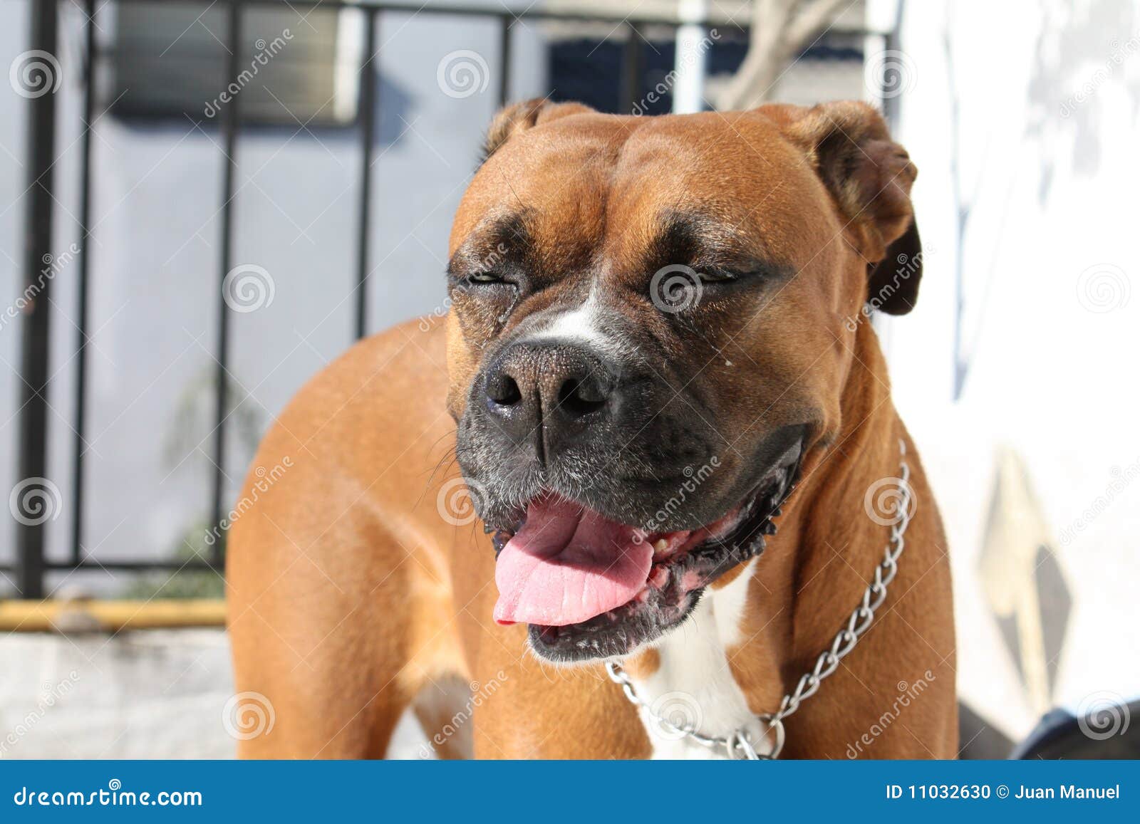 Boxer02. Hübscher Boxerhund, reizendes Haustier