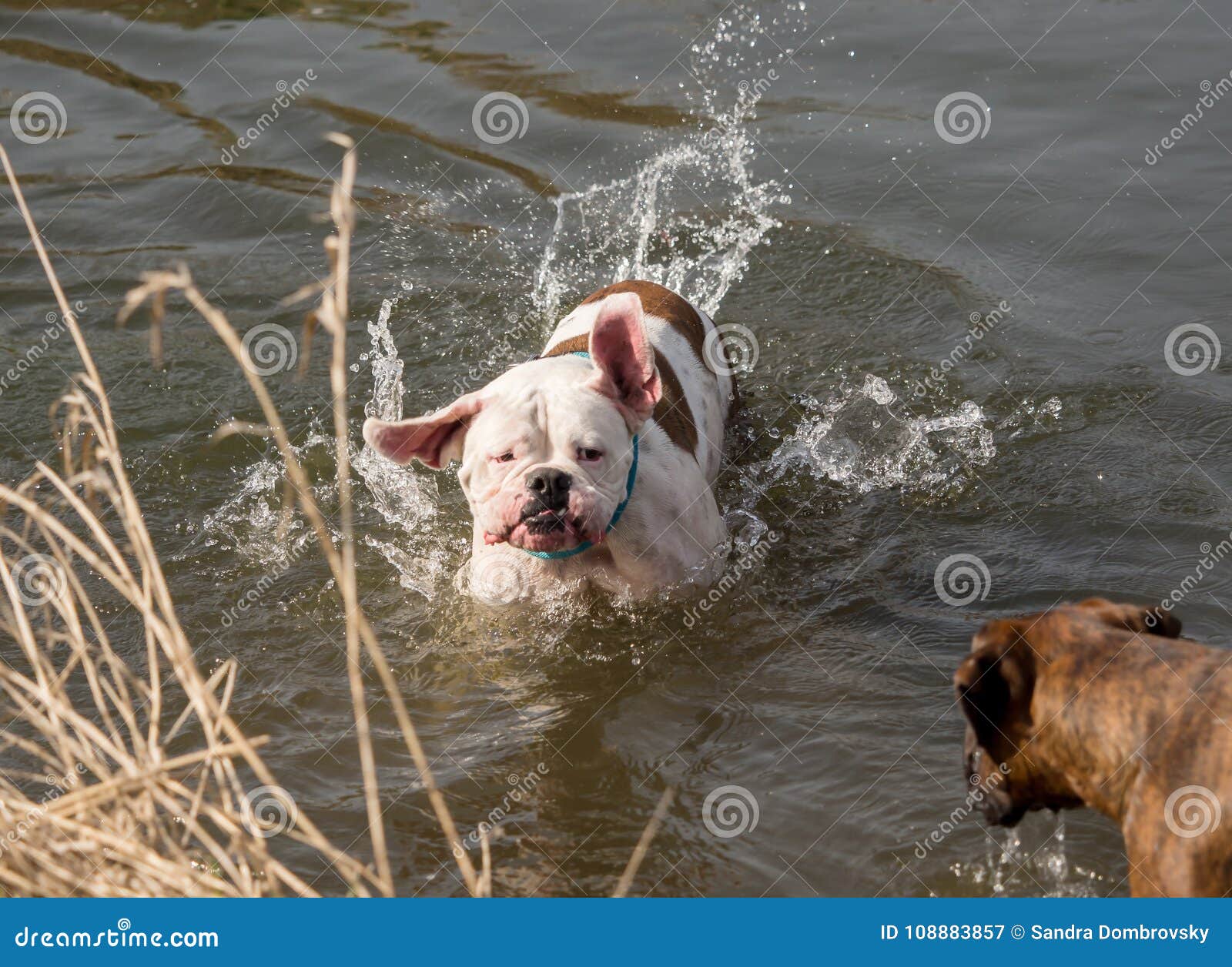 Boxers Play Outside in the Water Stock Image Image of bulldog, bull