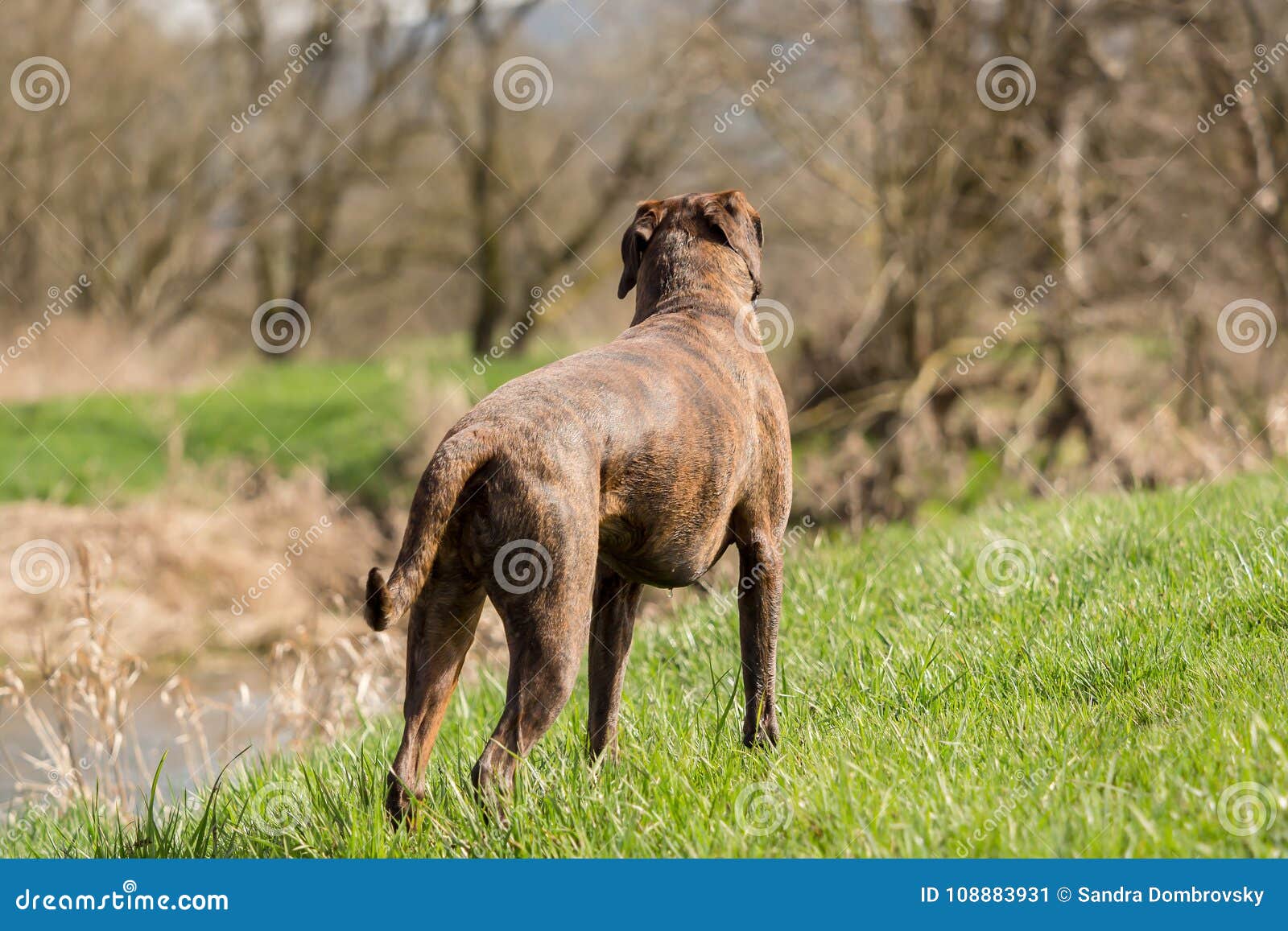 Boxers are Playing Outside in the Meadow Stock Image Image of funny